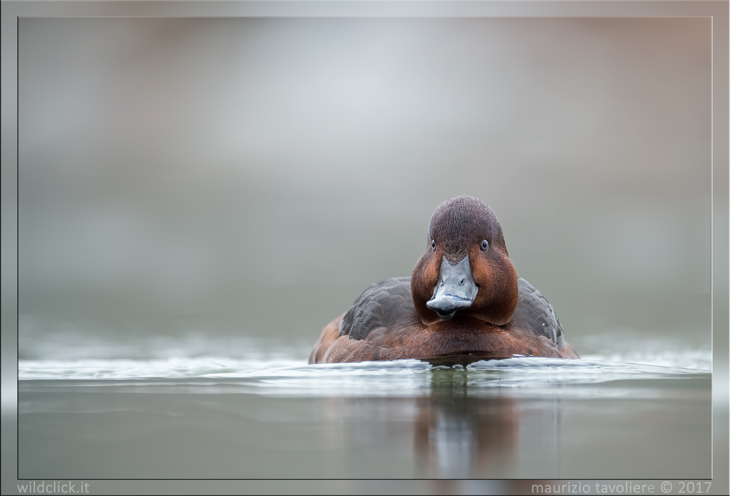 Ferruginous duck female