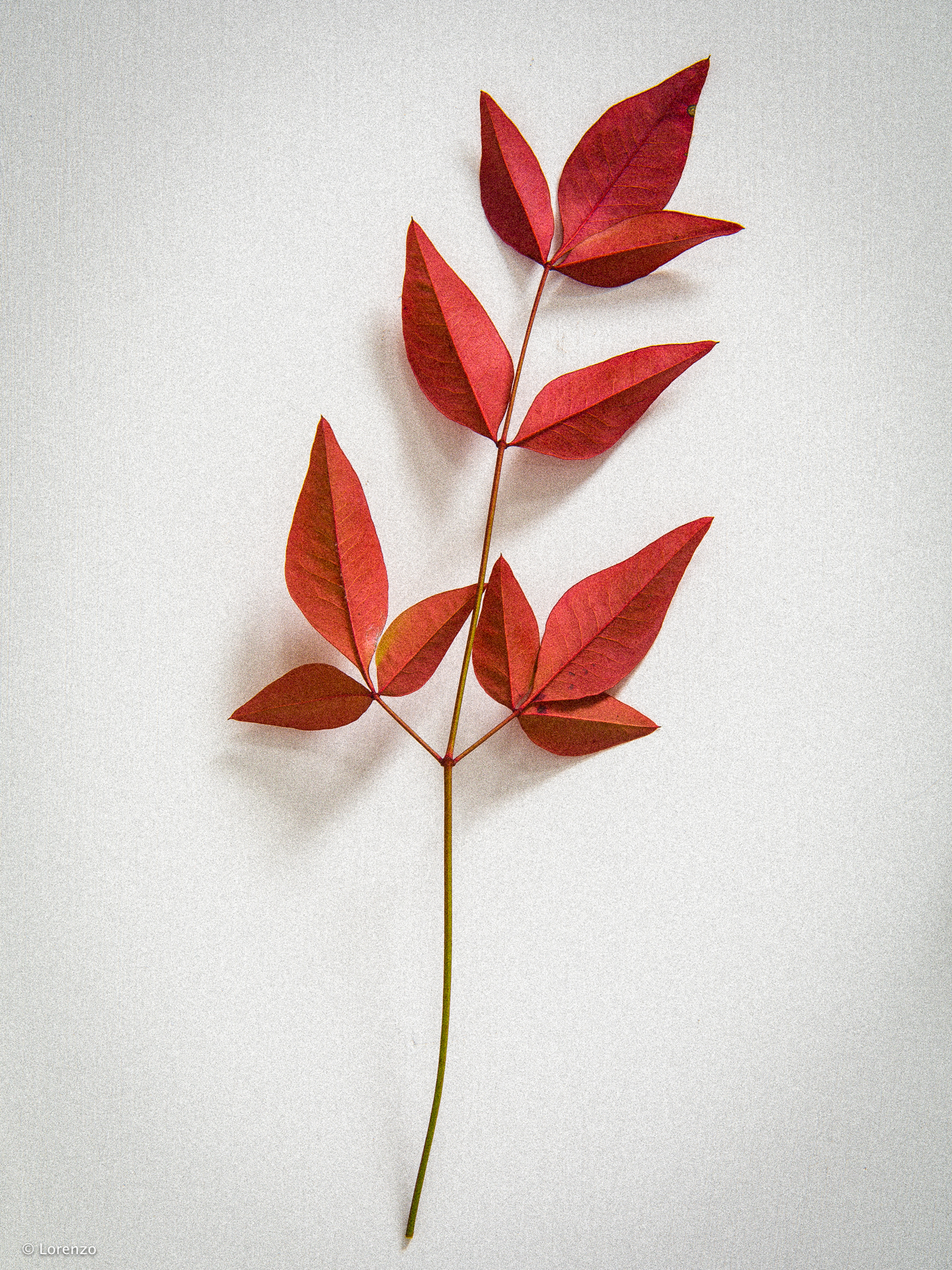 red leaves