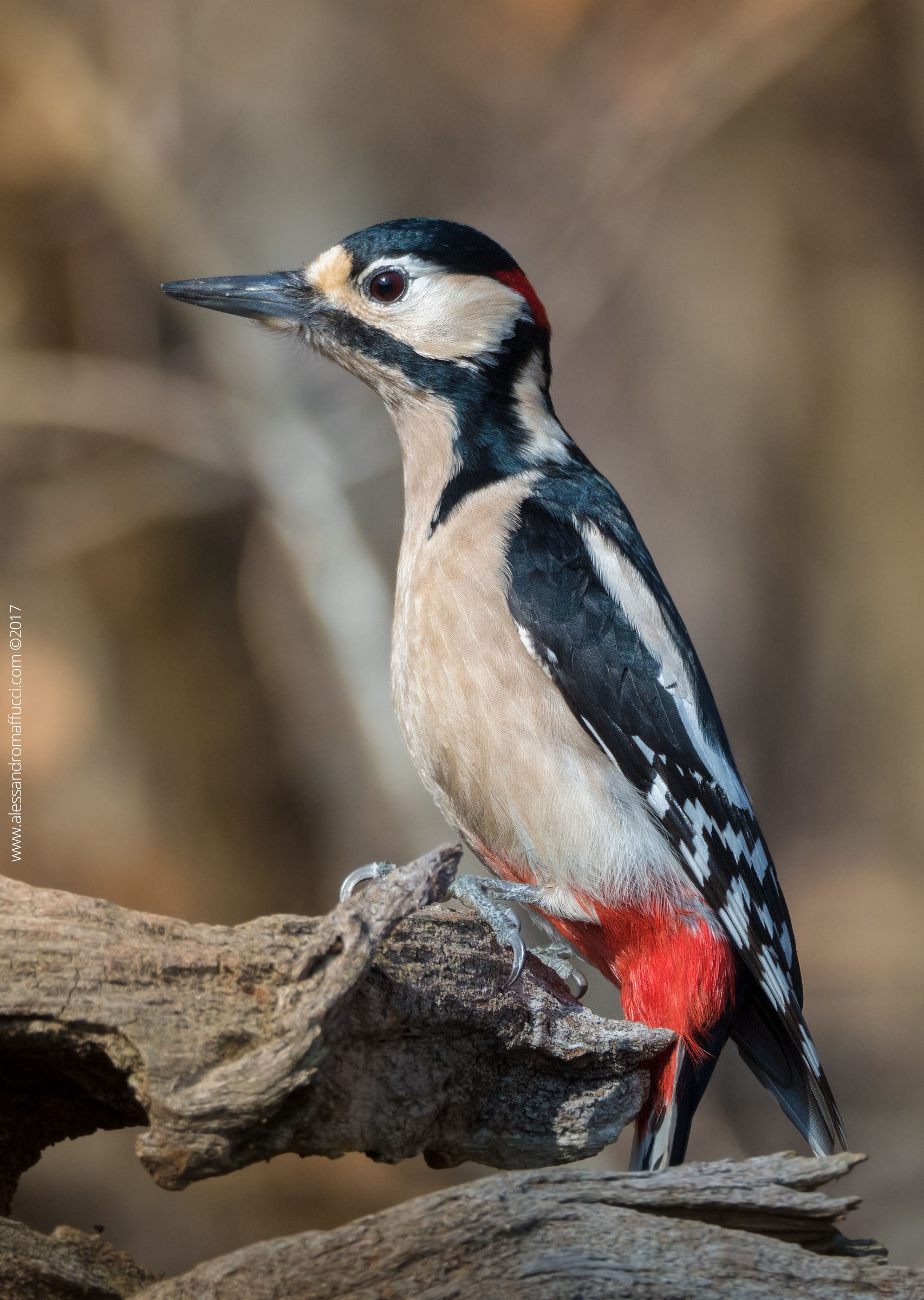 Young Woodpecker (2017)