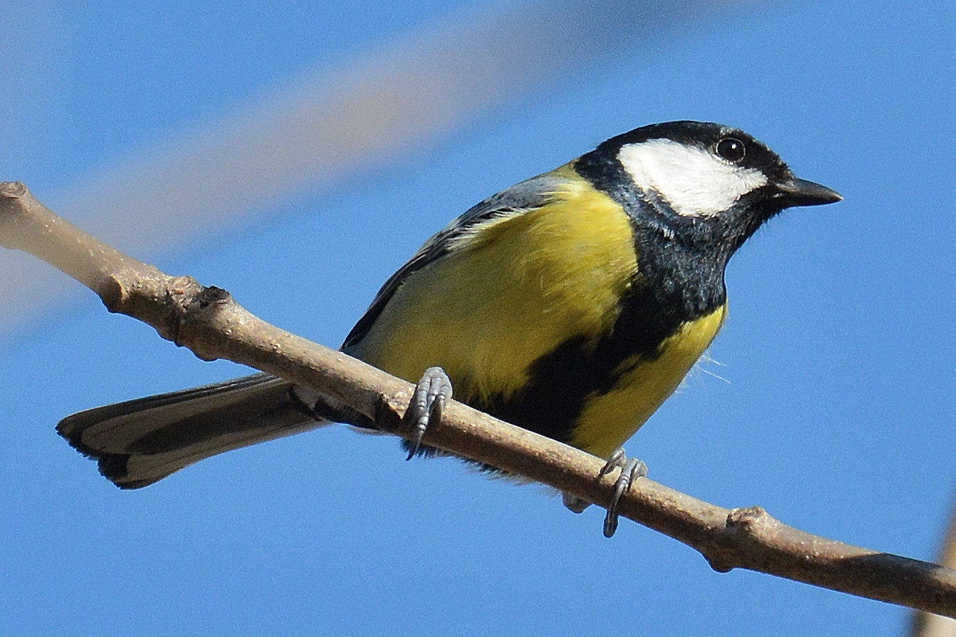 Great Tit