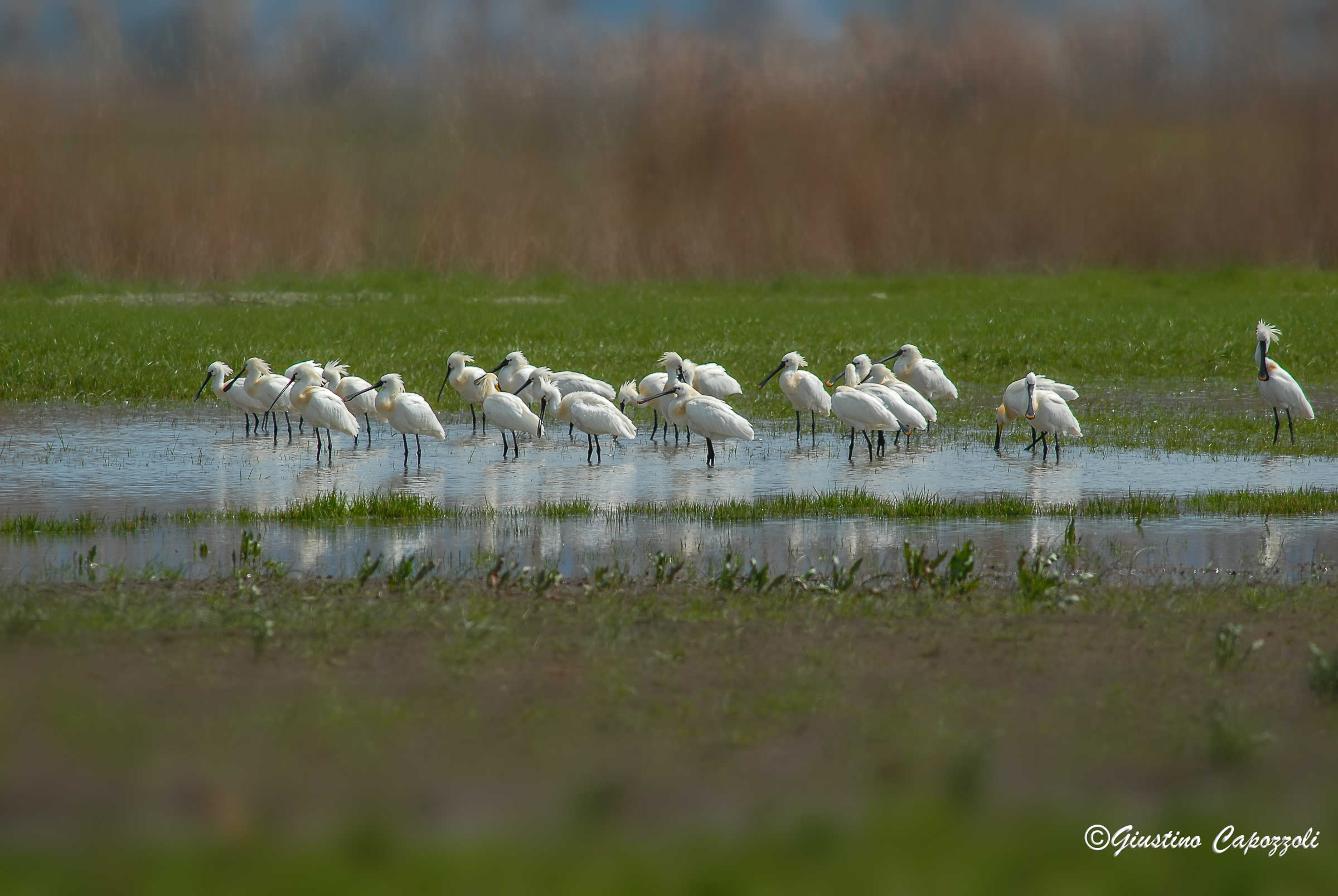 spatulas group of passage