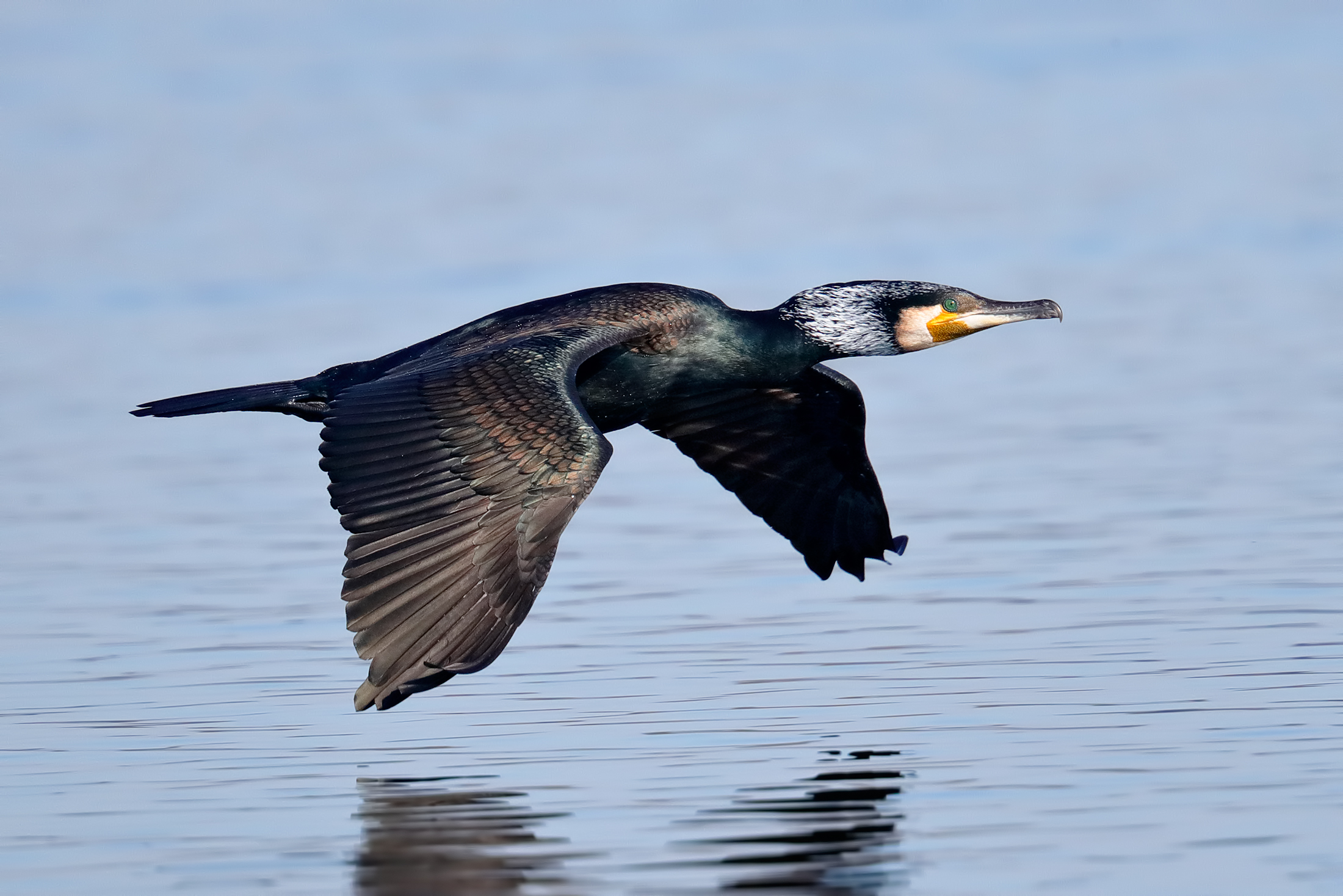 The colors of the Cormorant