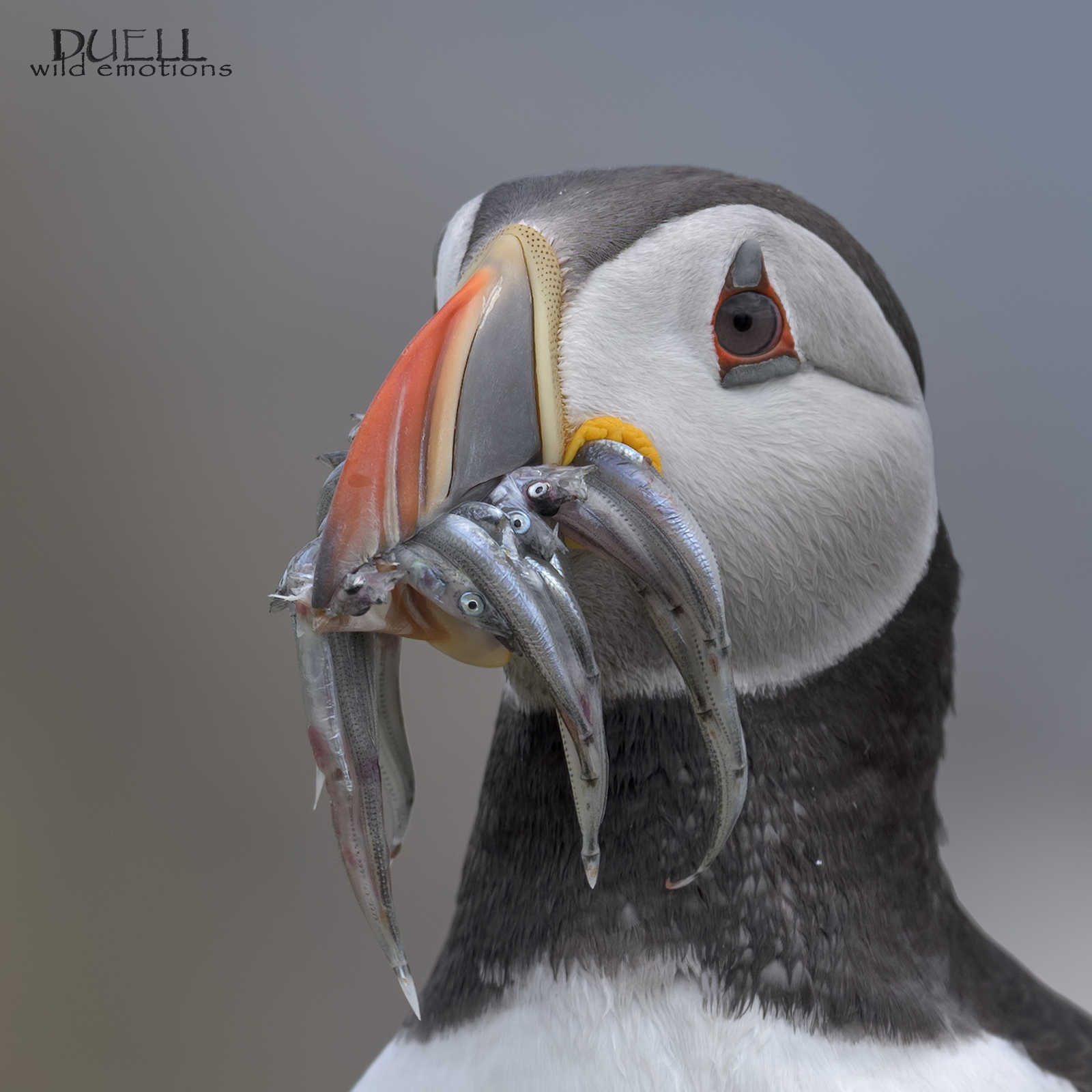 puffin squared