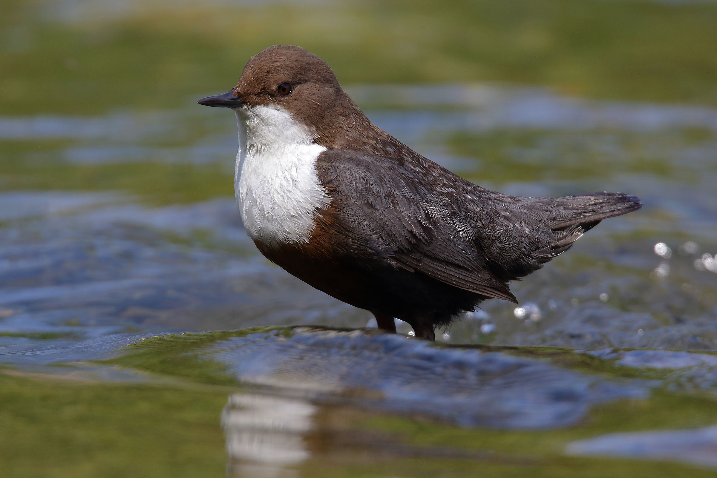 dipper
