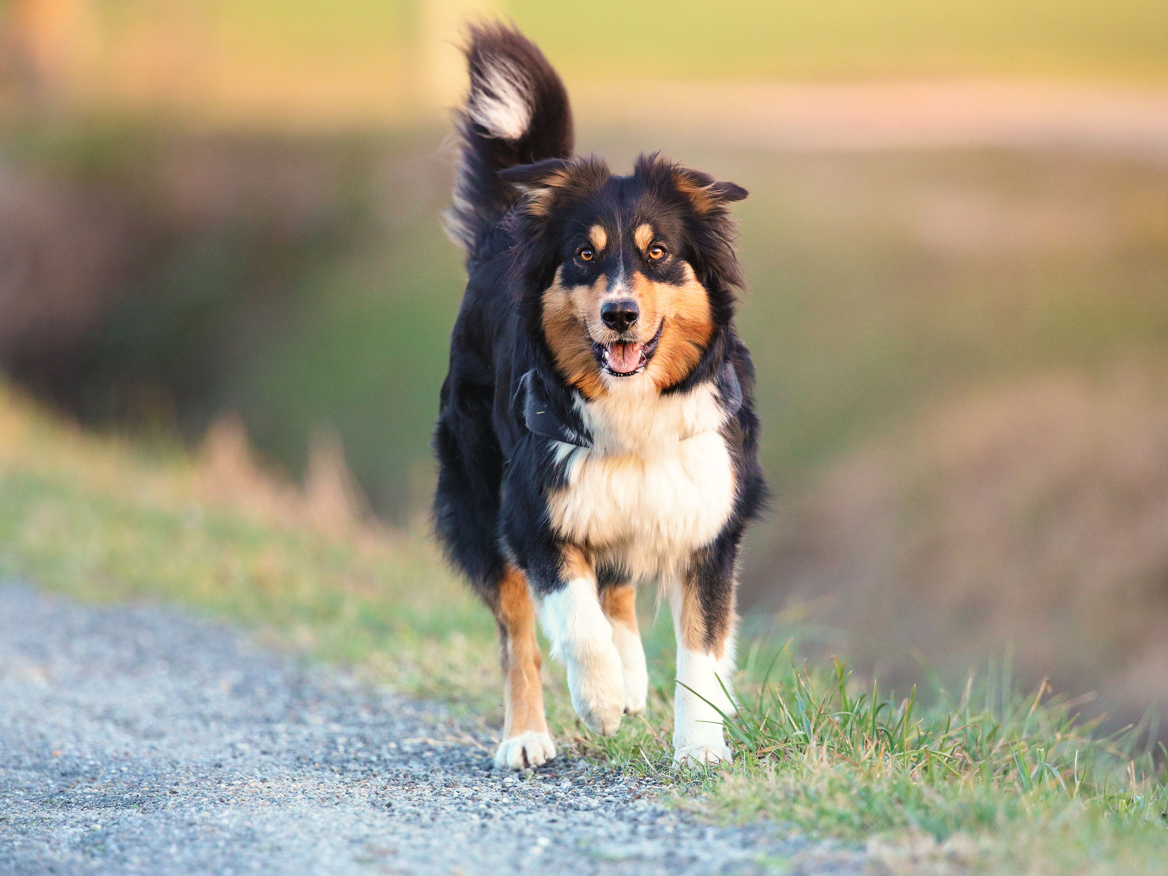 Luna, Pastore Australiano