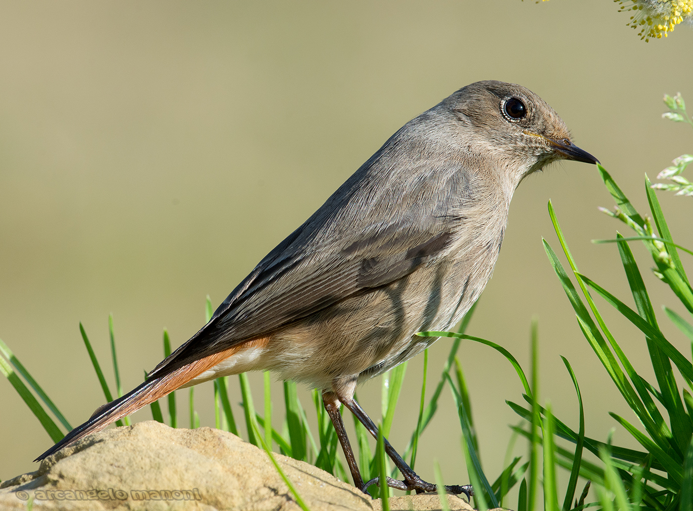 Redstart grass