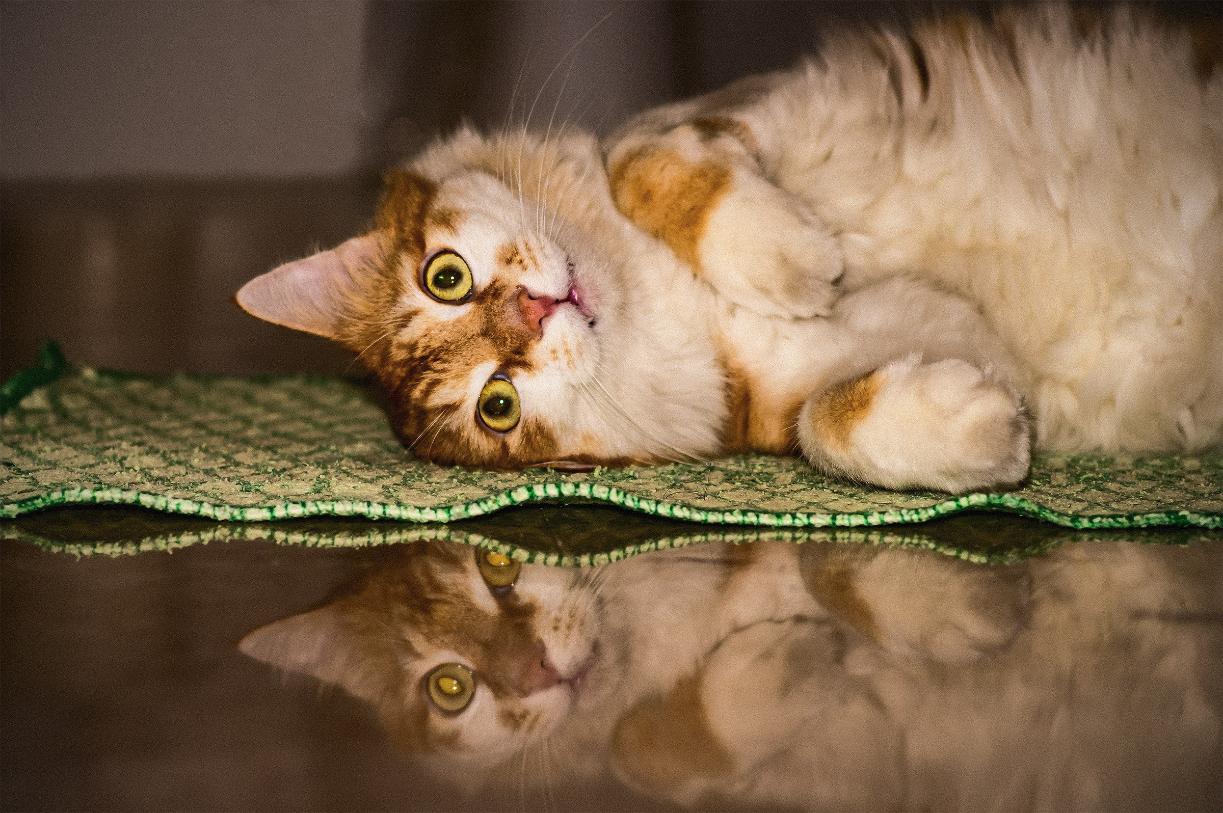 Un Gattone... Reflex!