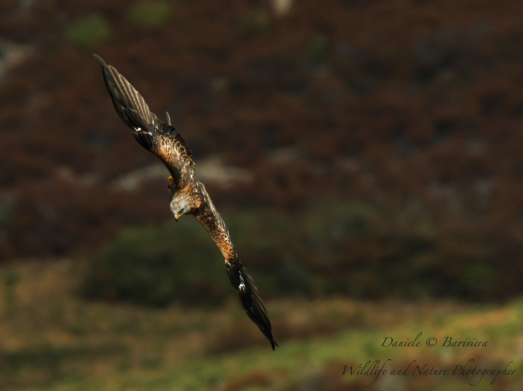 Nibbio reale in virata....
