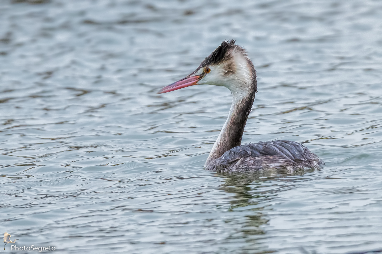 Great Crested Grebe