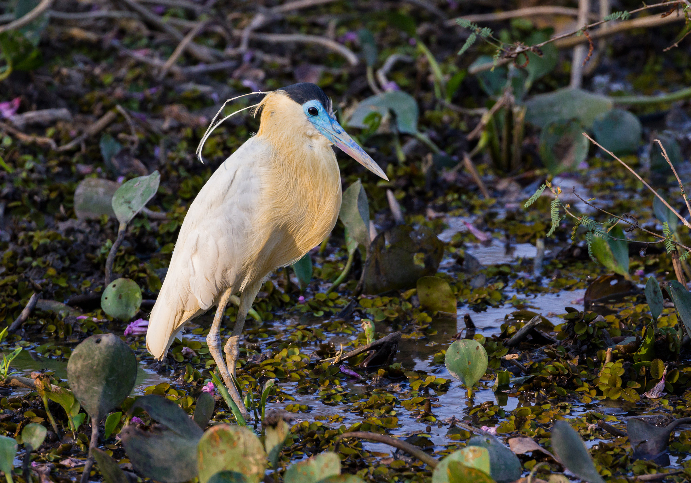 capped Heron