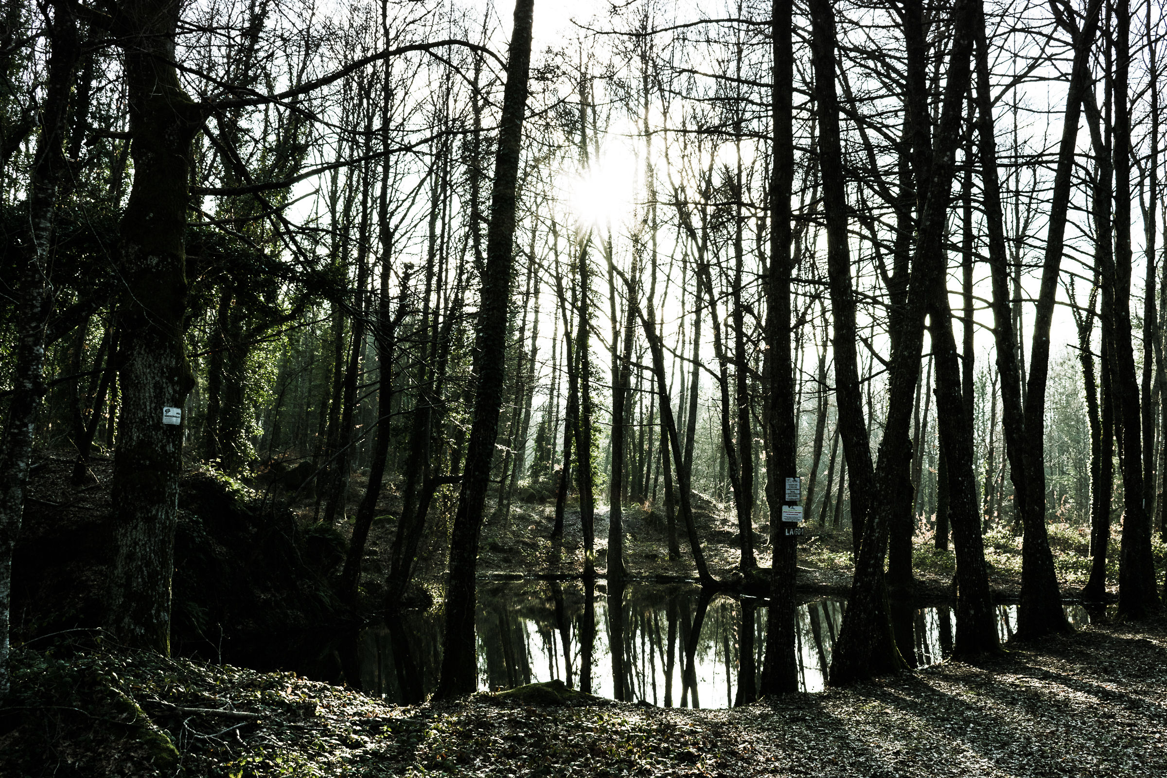 Small lake in the woods