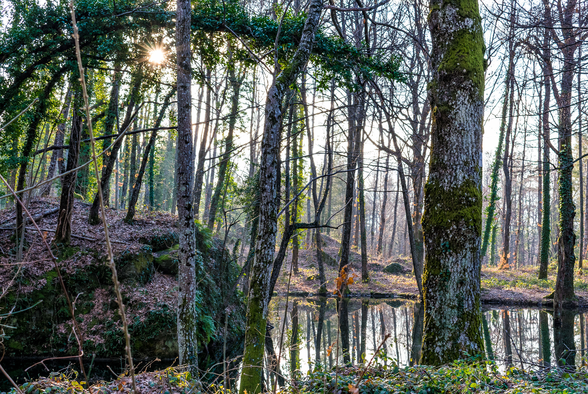 Small lake in the woods