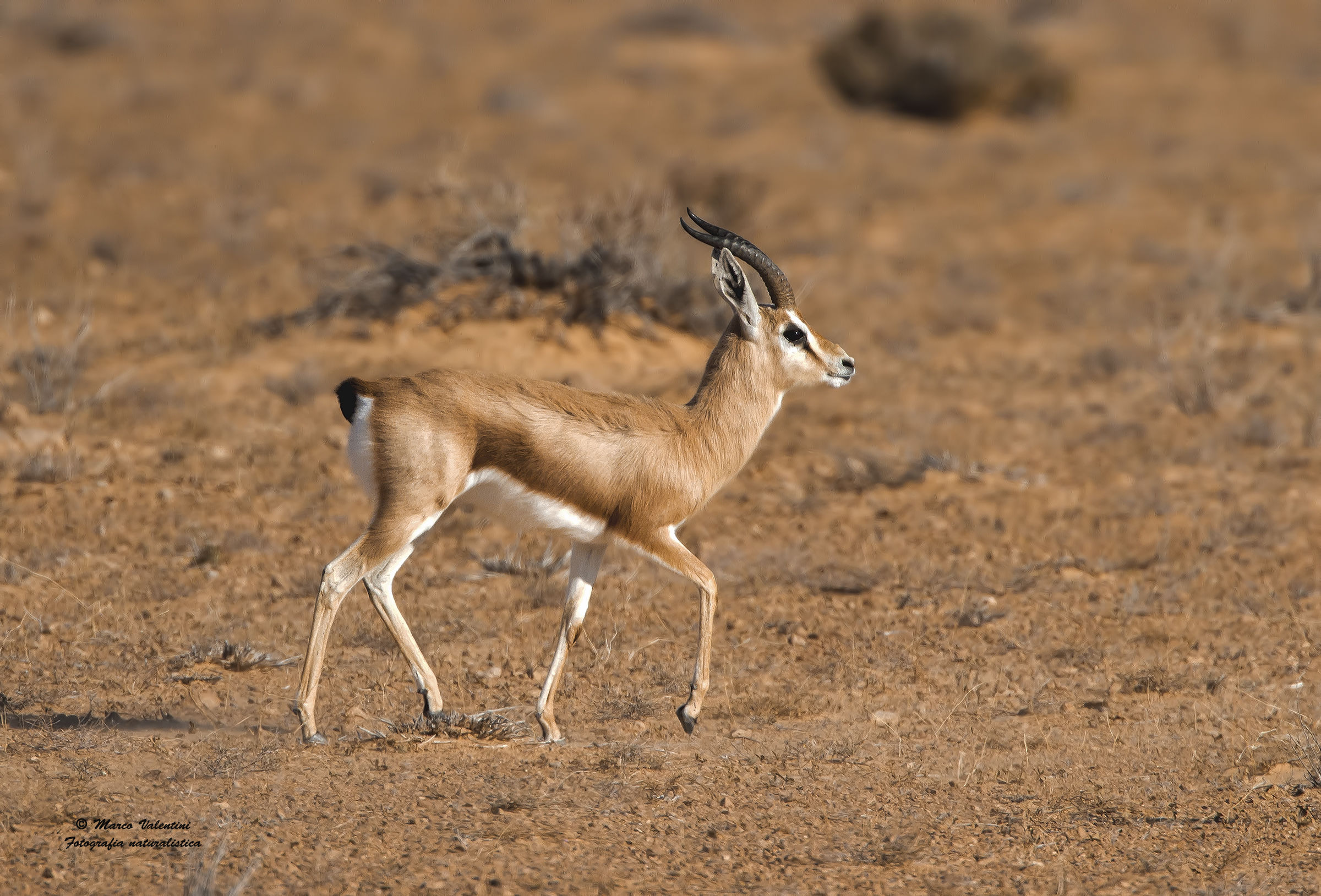 Dorcas gazelle