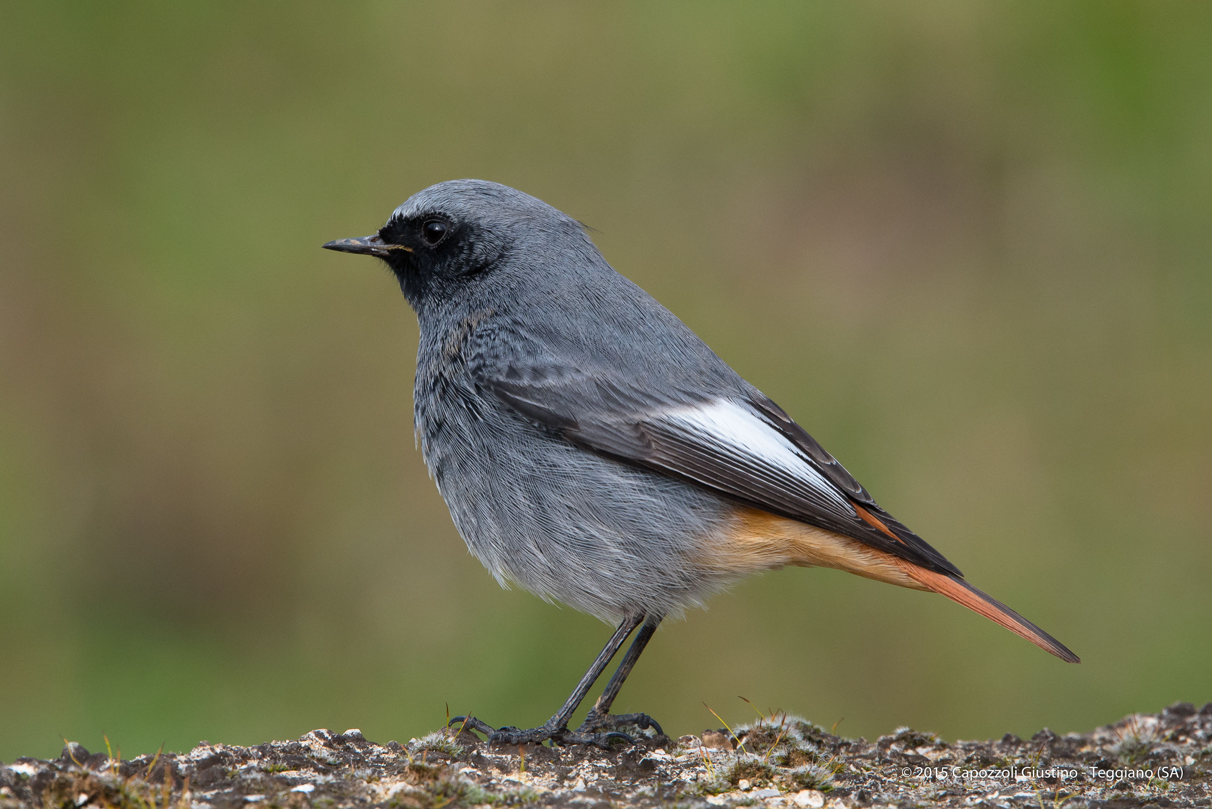redstart