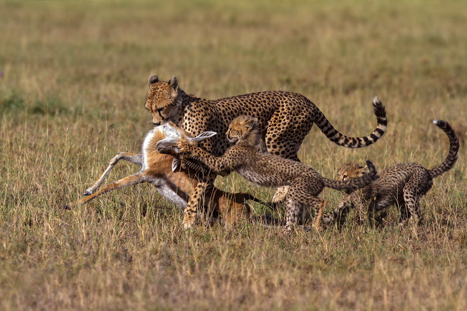 Come children, it is ready !!