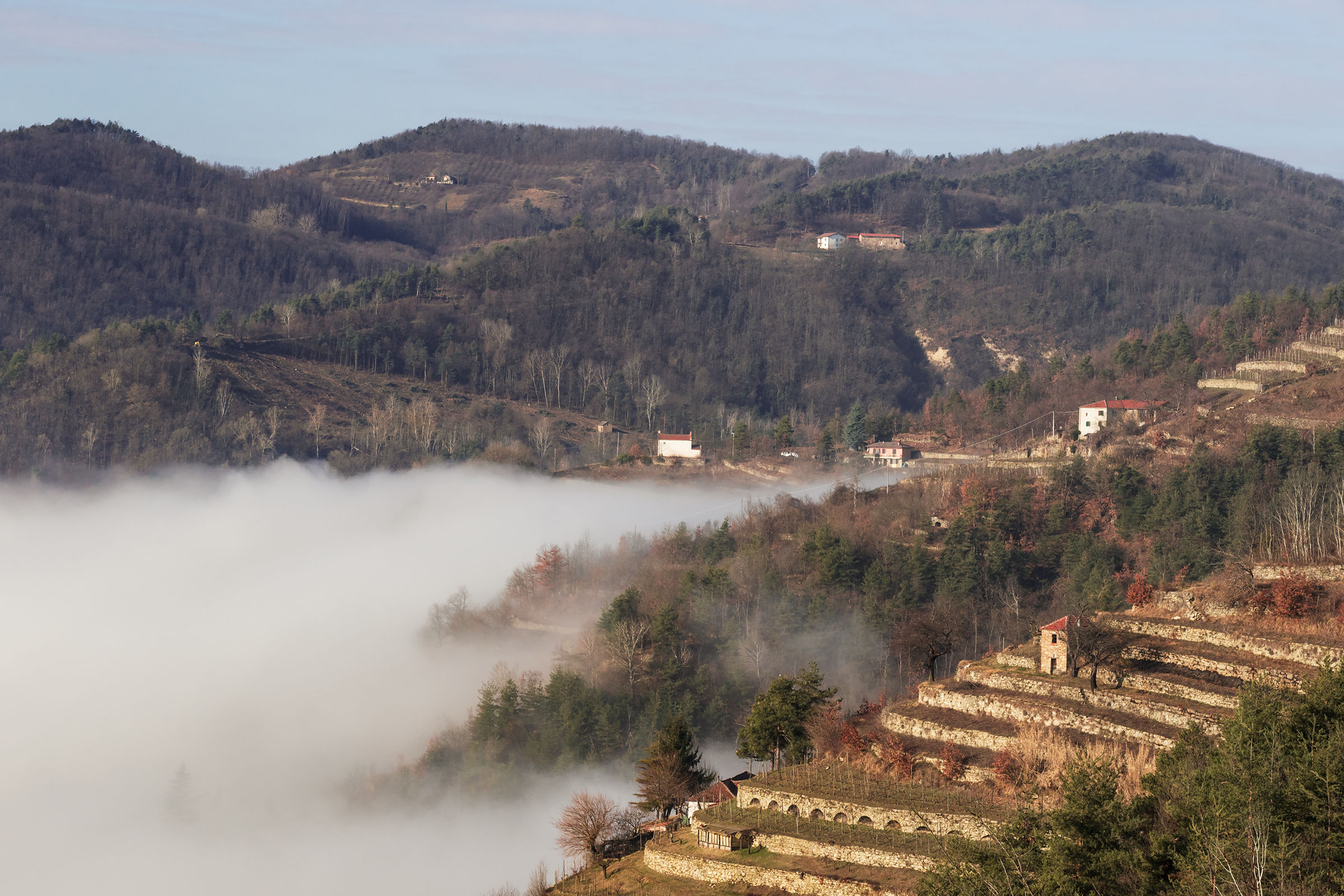 La nebbia agli irti colli....