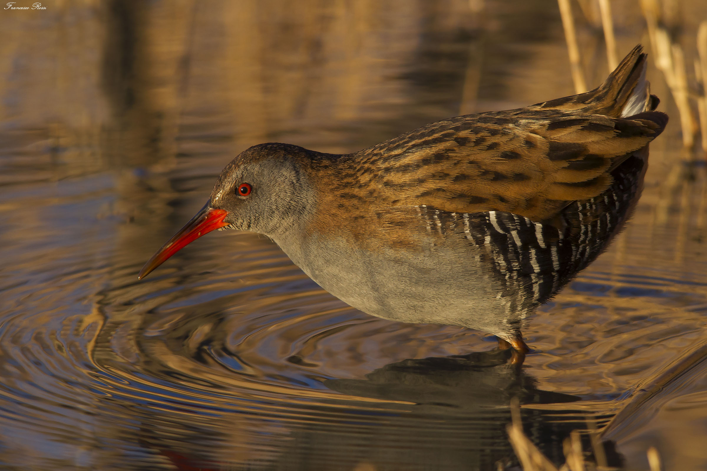 Water rail at sunset