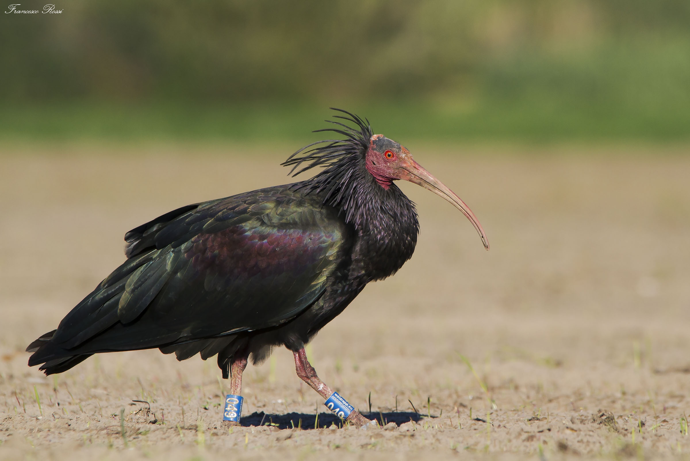 Hermit Ibis