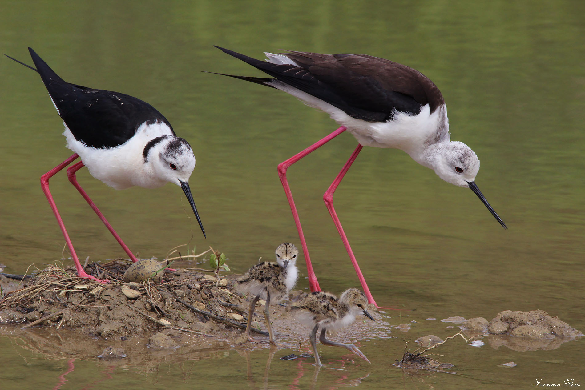"Whole Family" Knights of Italy