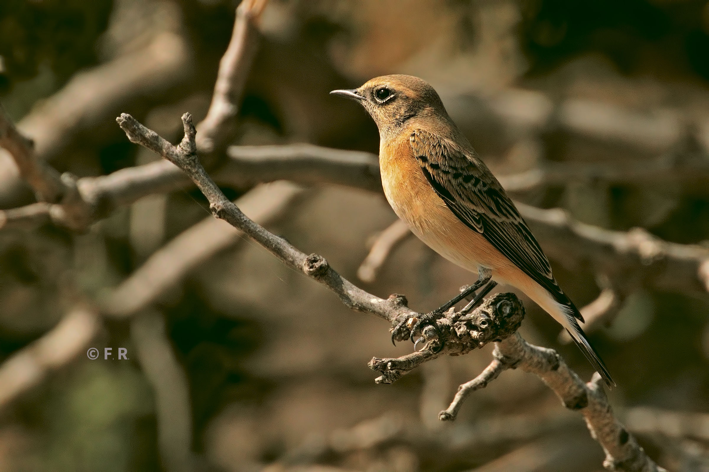 monachella femmina??