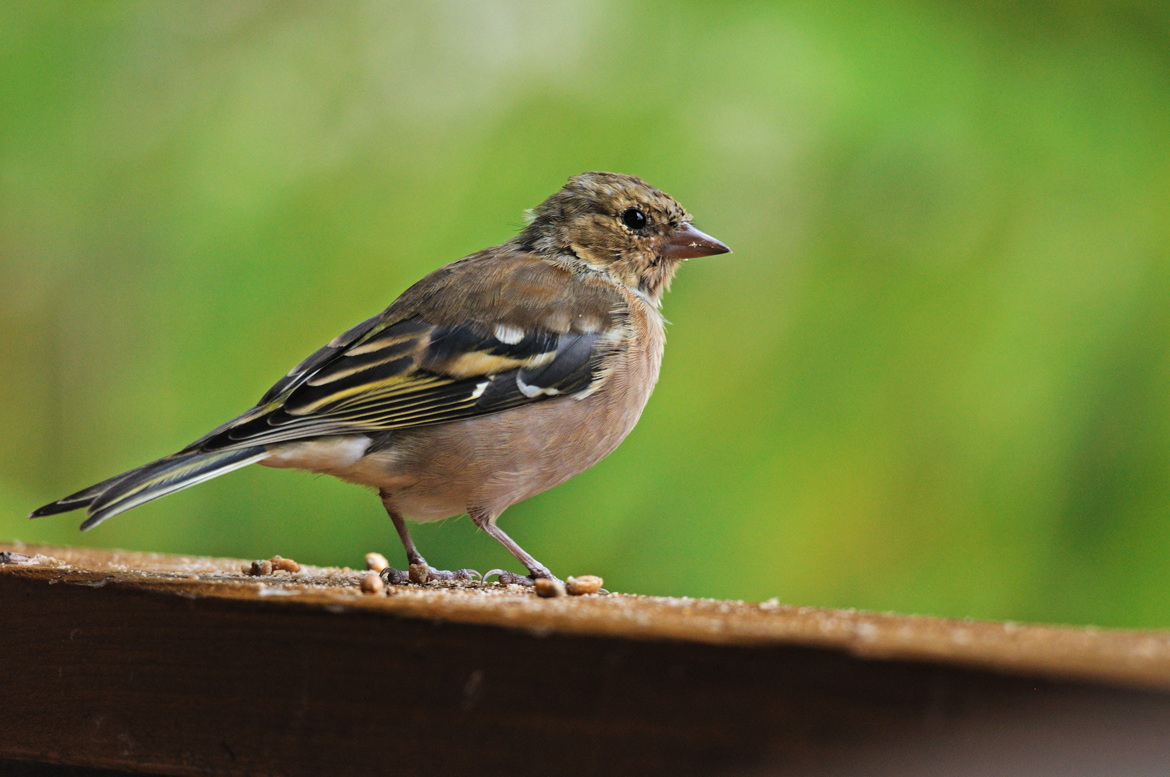Fringilla coelebs, Chaffinch
