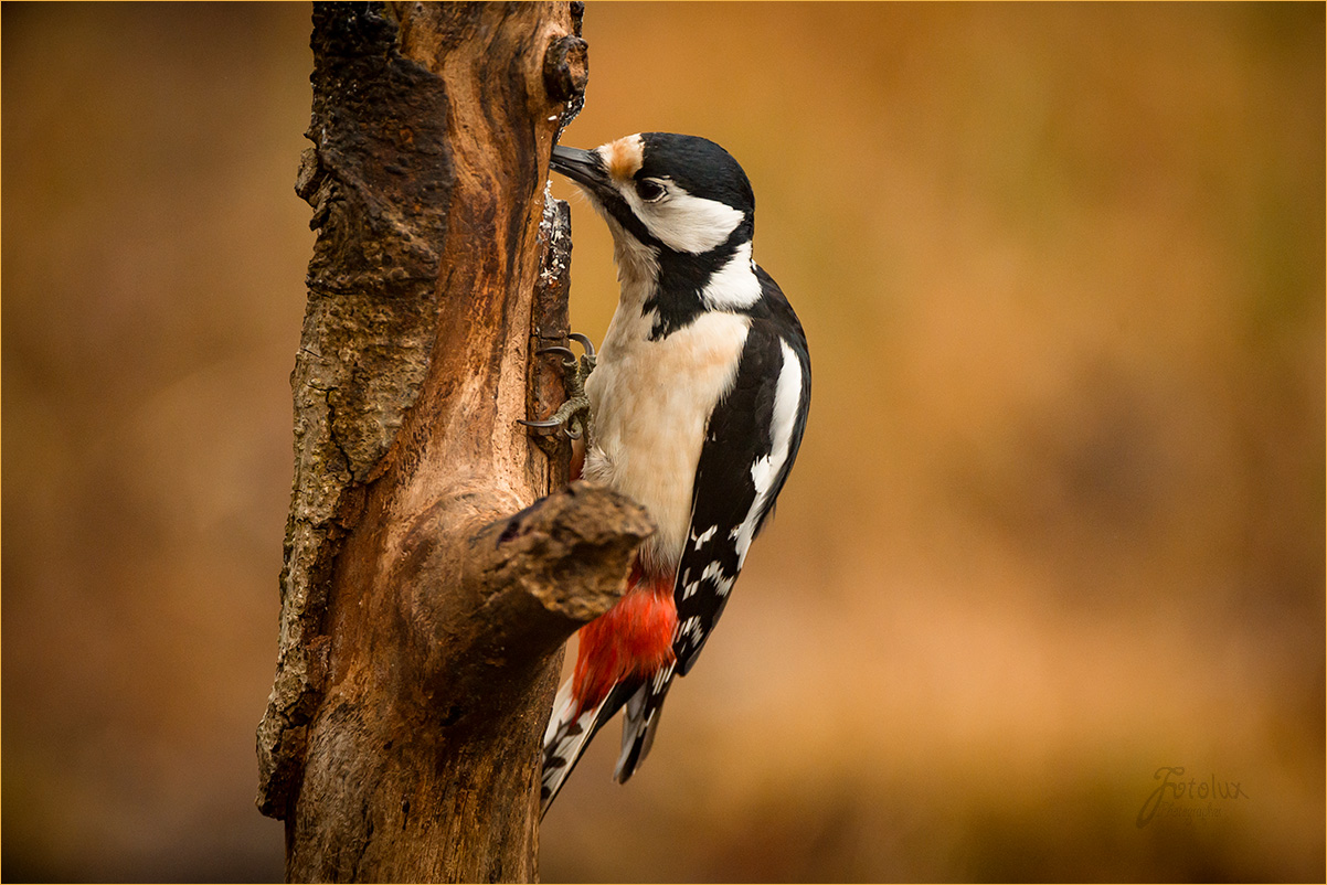 Great Spotted Woodpecker