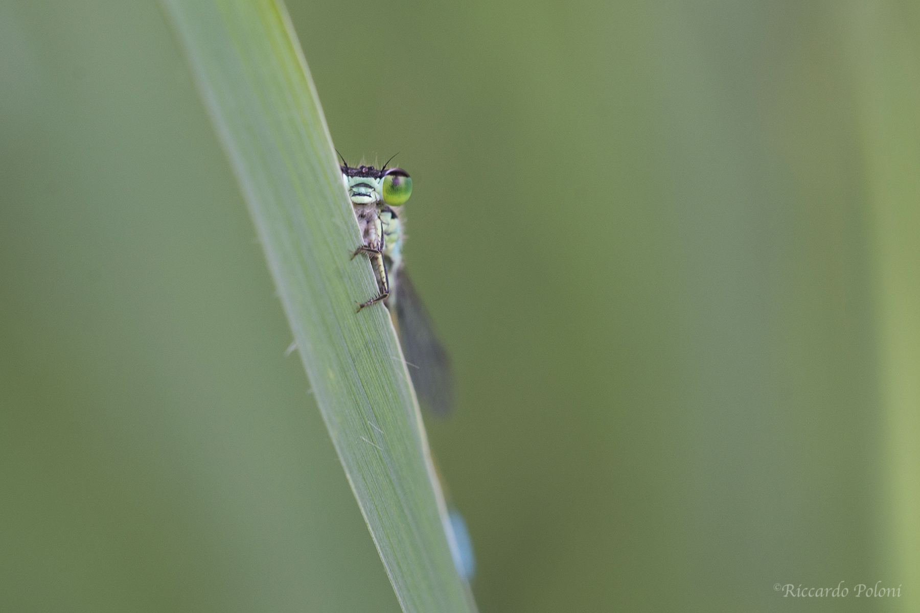 Mattino dietro un filo d'erba