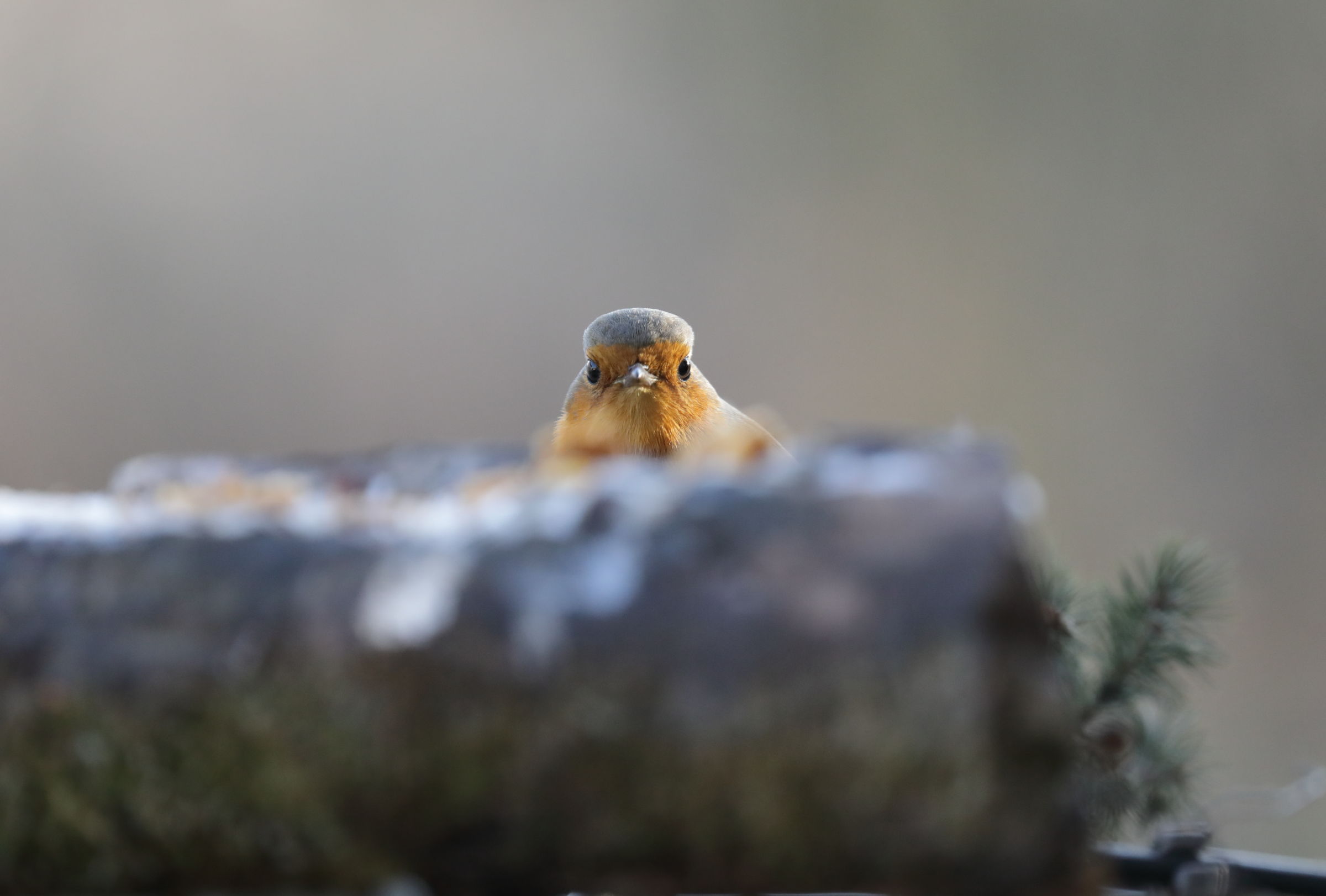 pettirosso guardingo