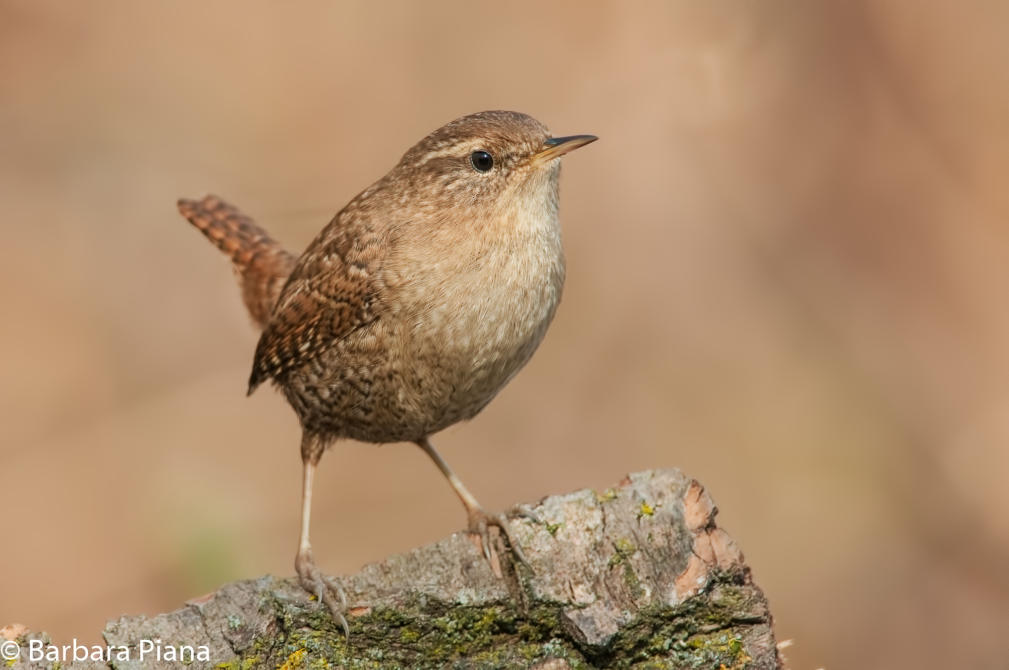Wren