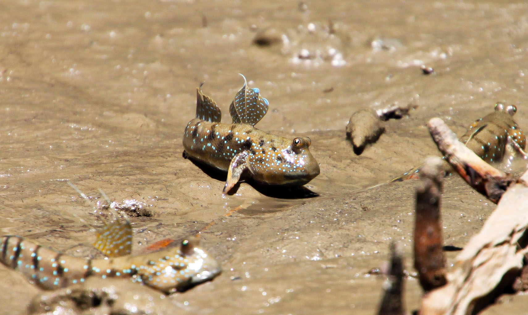I graziosi Walking Fish...