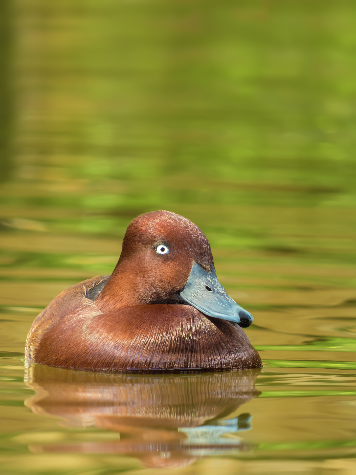Ferruginous Duck