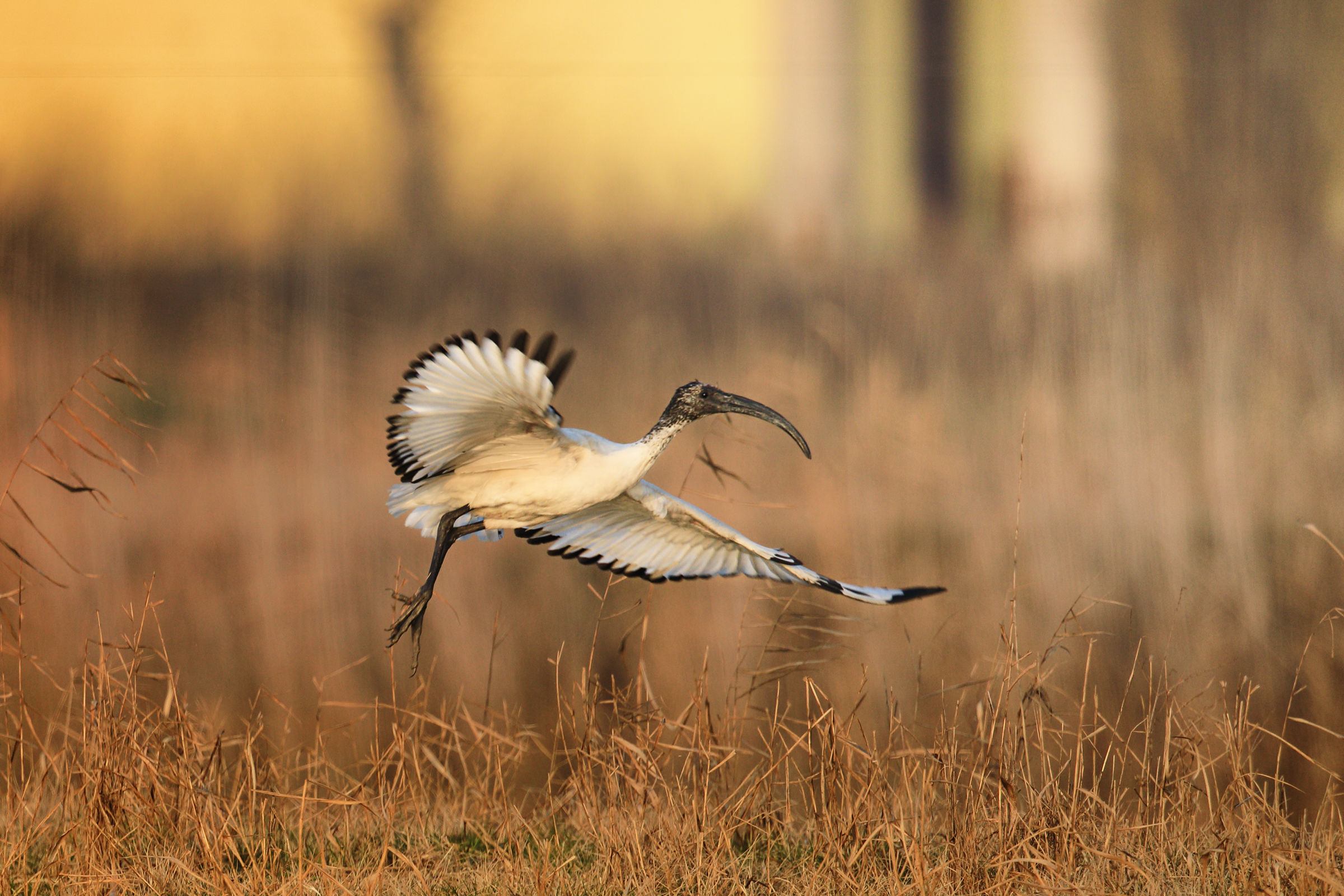 The fledging of 'Ibis