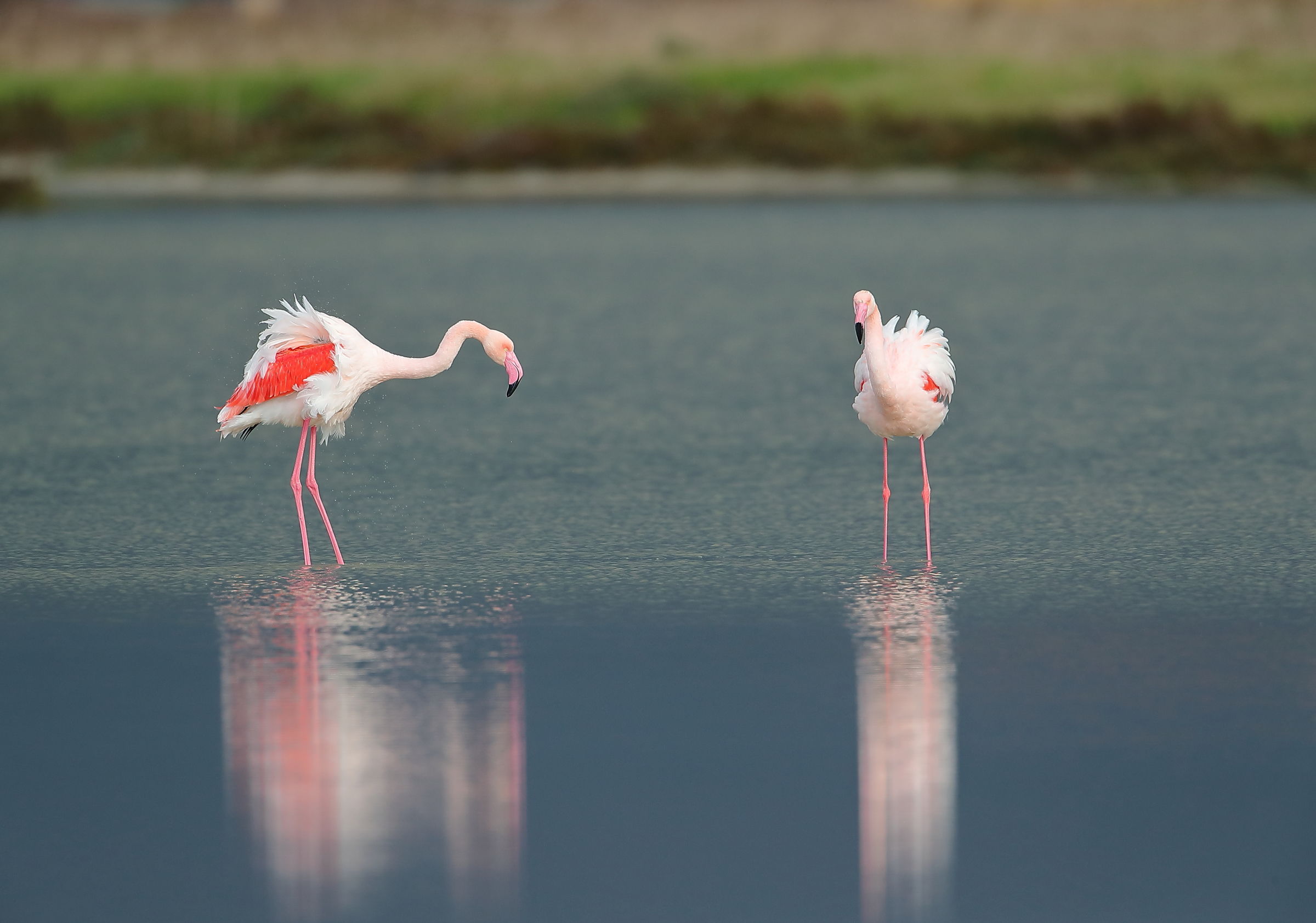 flamingos