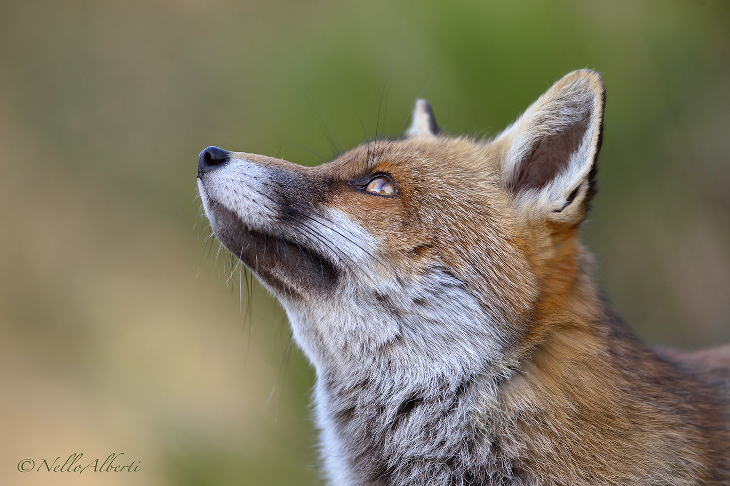 portrait fox