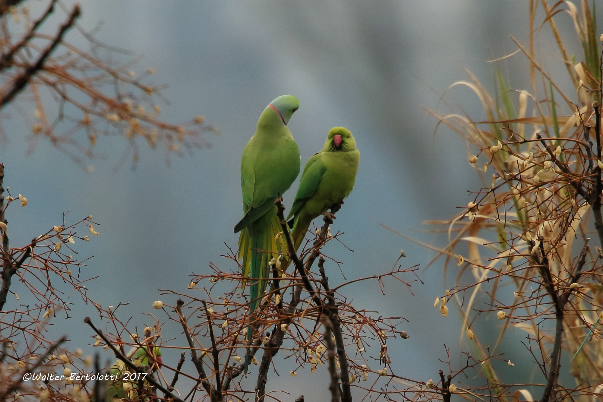 Facciamo 4chiacchere