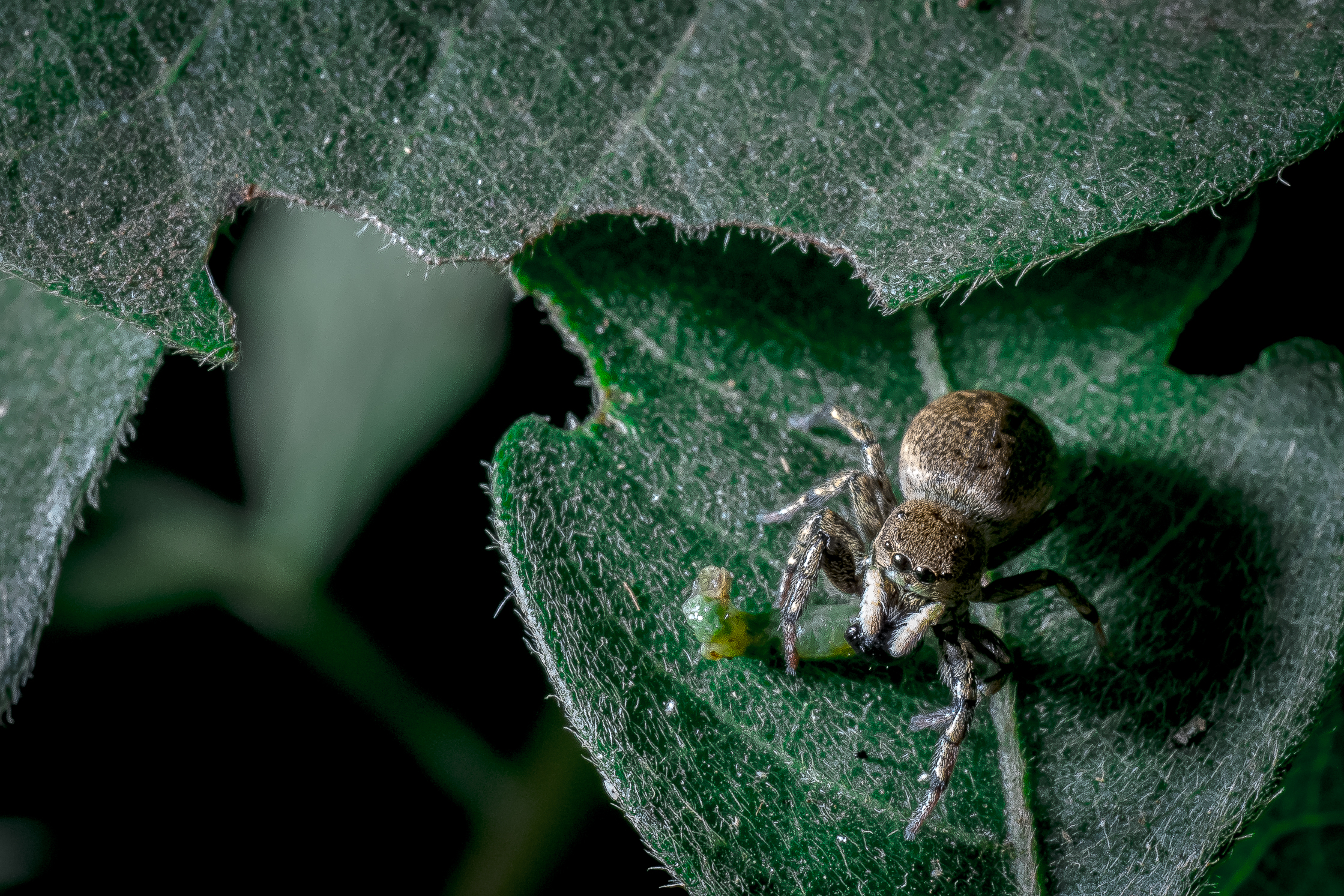 Il mio ultimo progetto settimana con le riprese macro