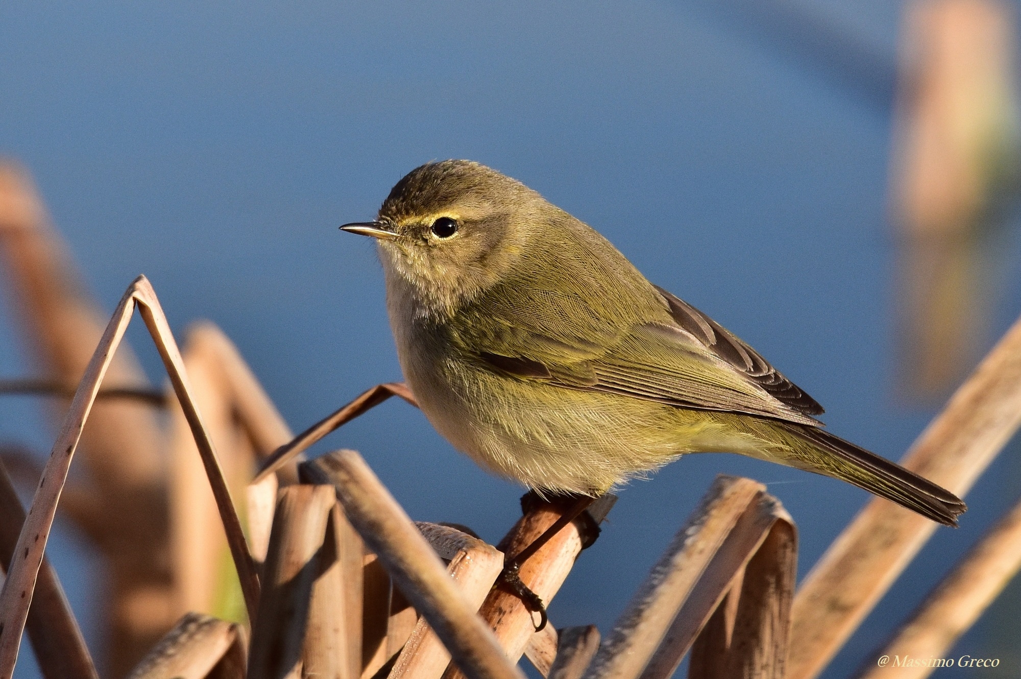 Lui piccolo (Phylloscopus collybita)