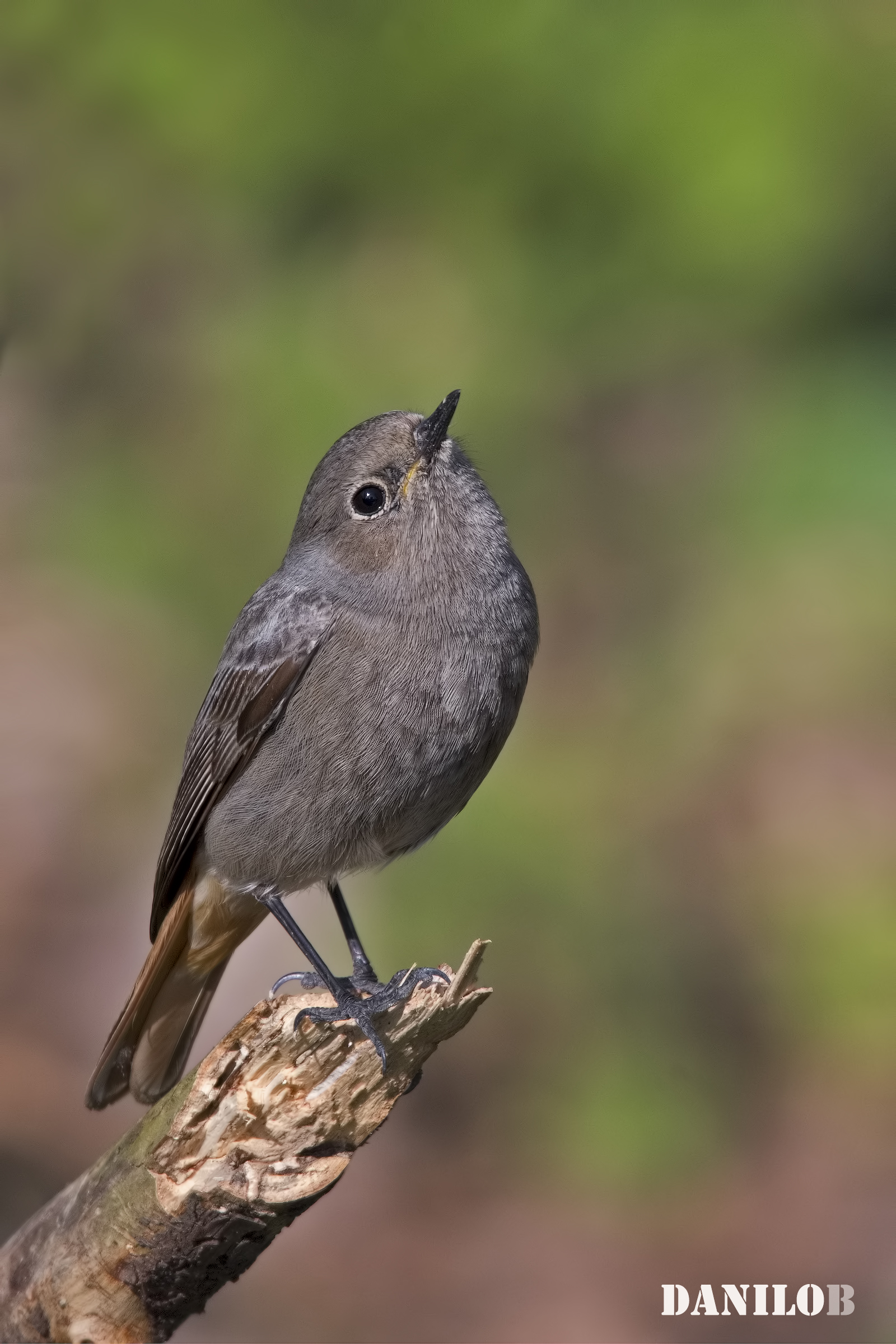 The laying of the Redstart