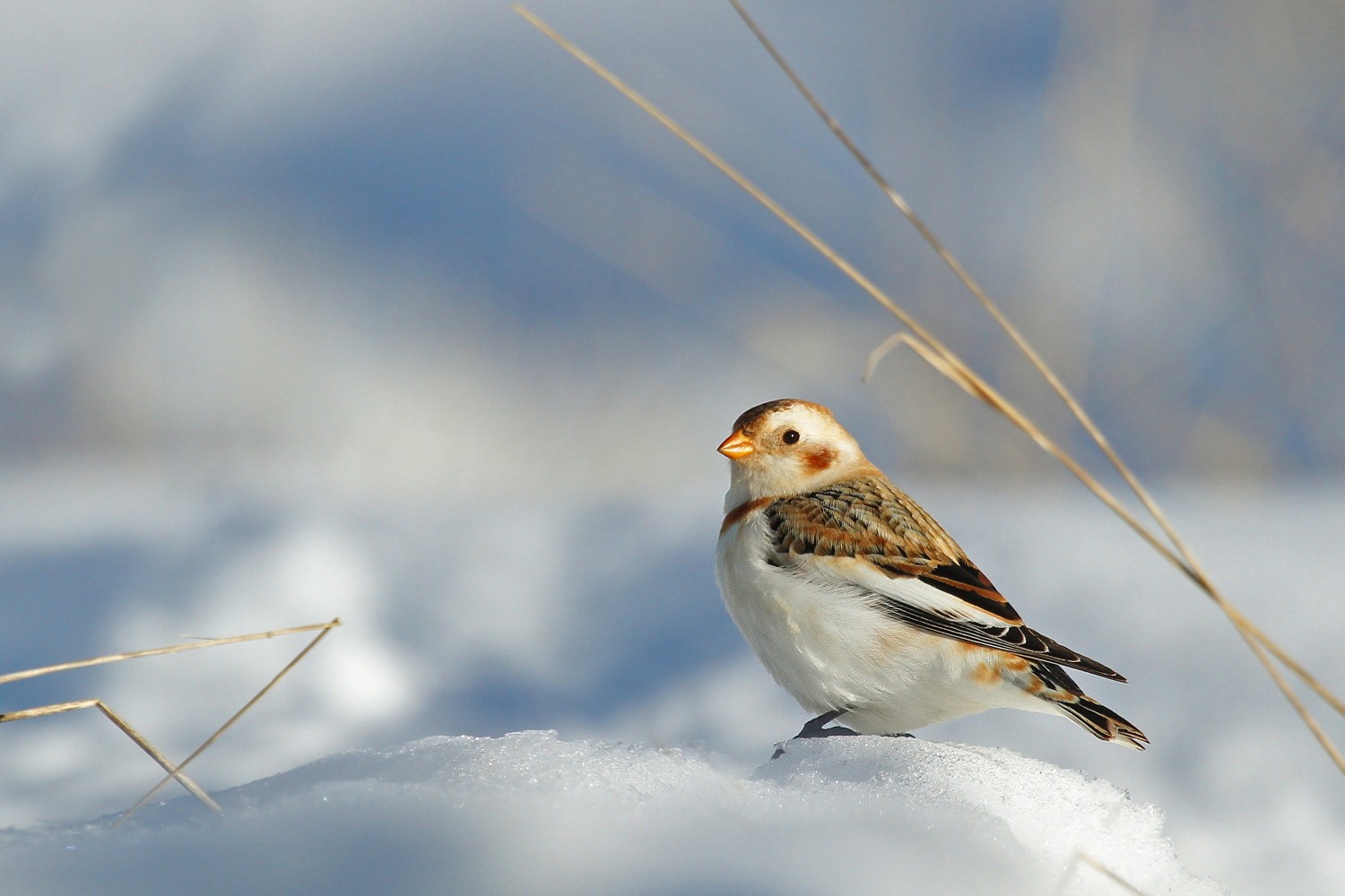 Snow Bunting