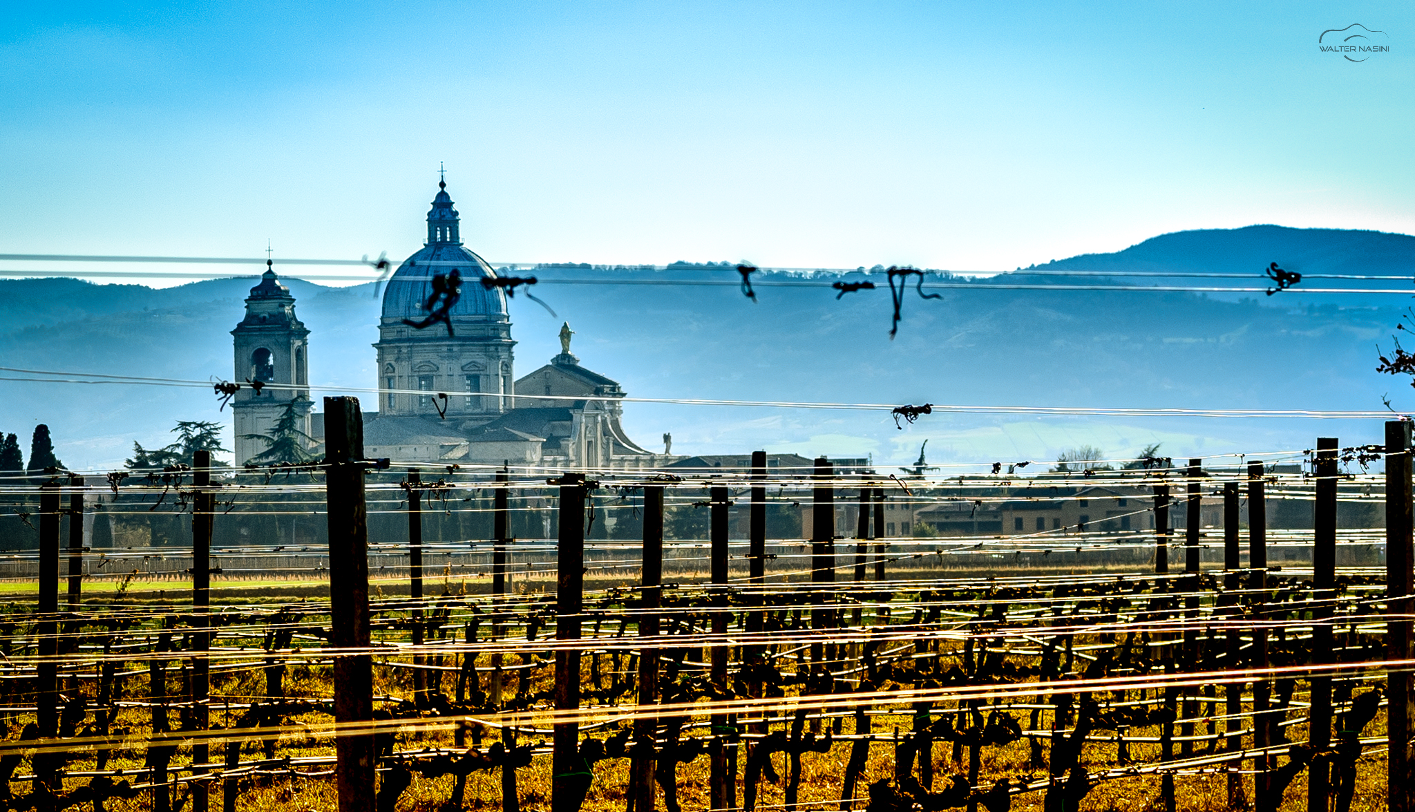 glimpse between the rows of vines