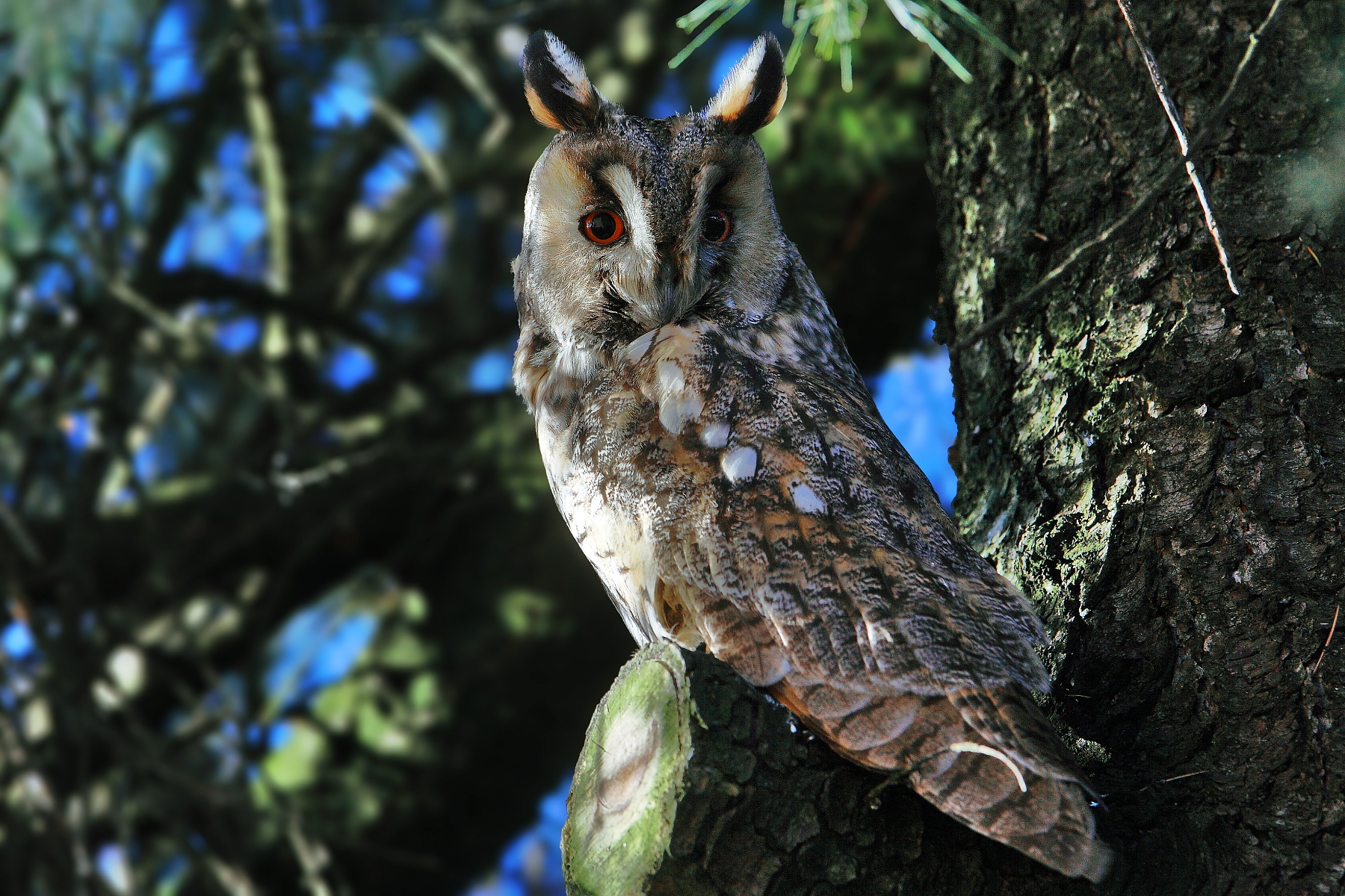 Young long-eared owl