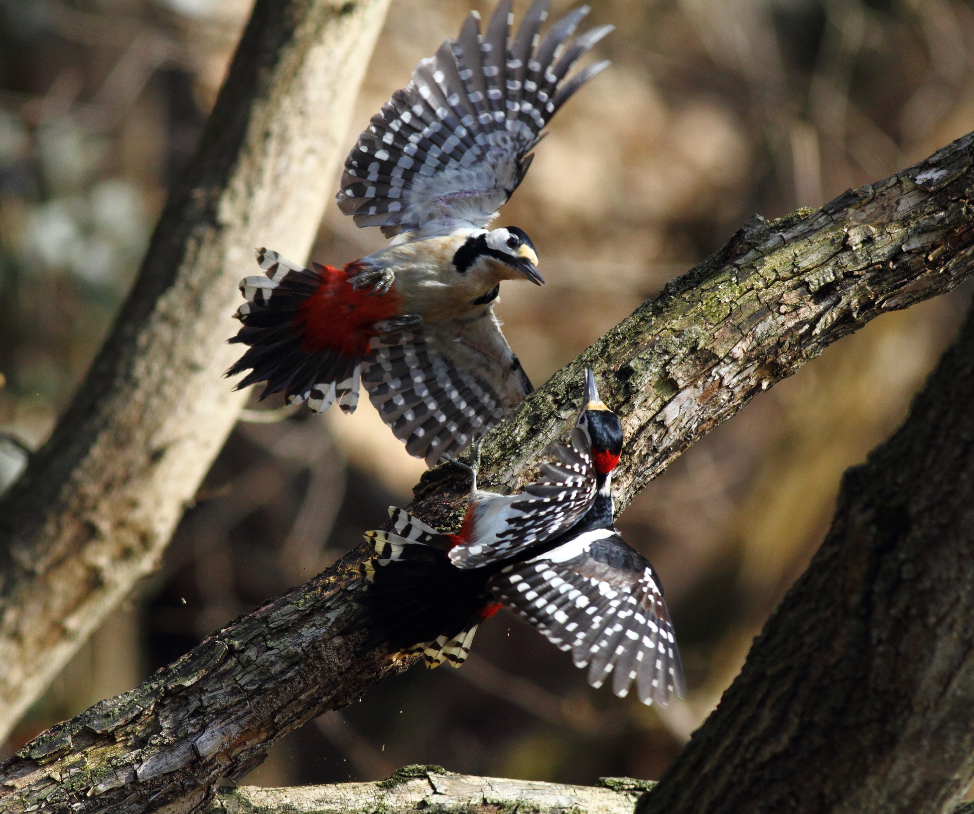 Maschi in lotta per il territorio