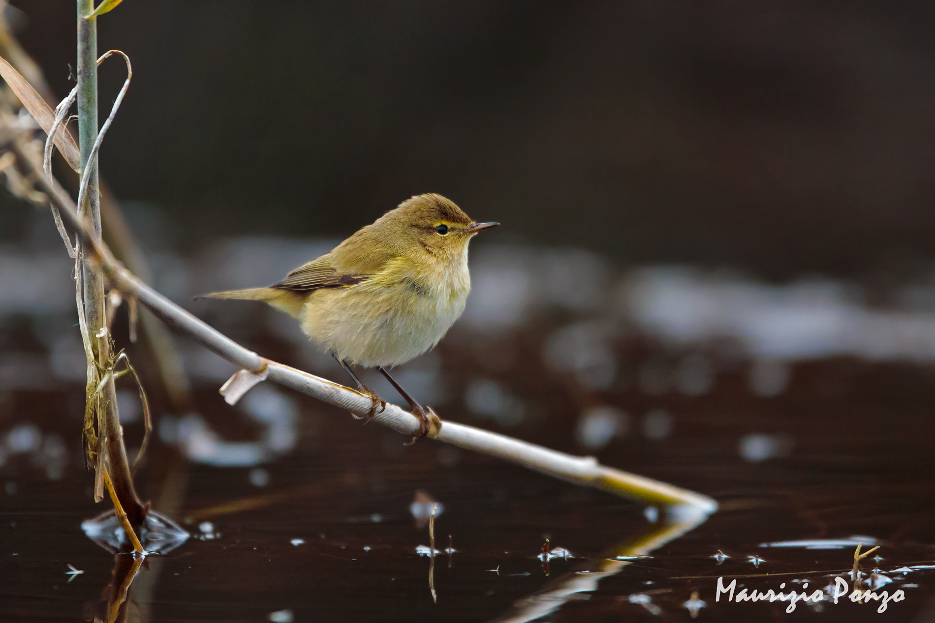 He Small but big Iso