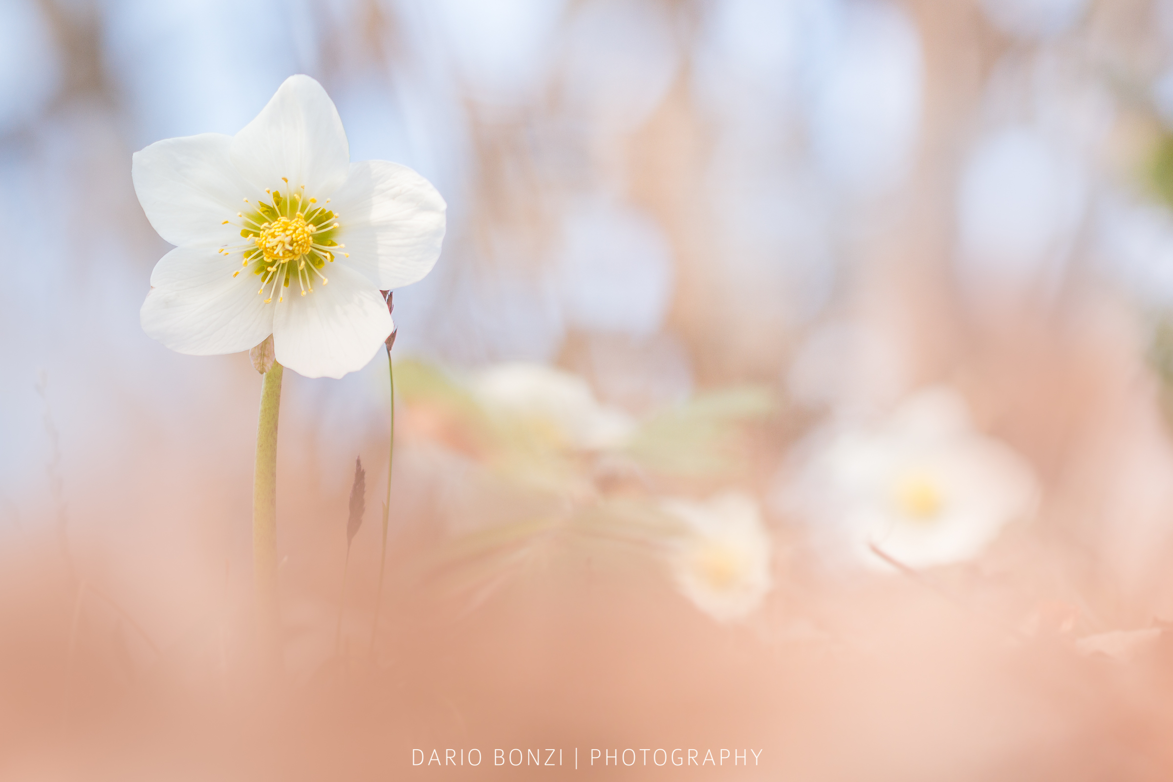 Il risveglio della primavera nei boschi