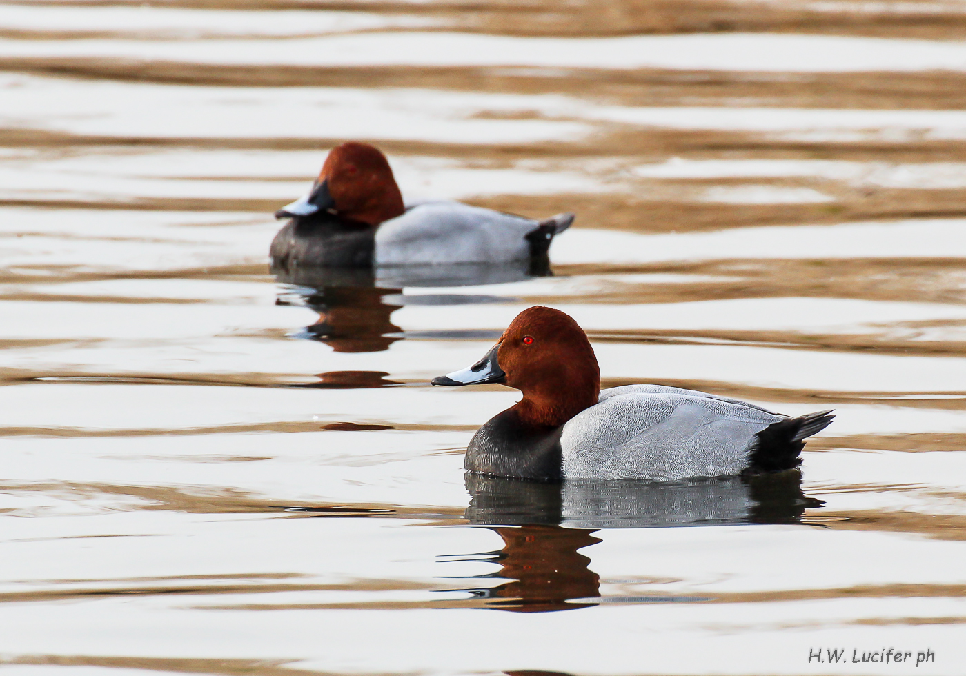 Moriglioni al Lago di Burano, Toscana.