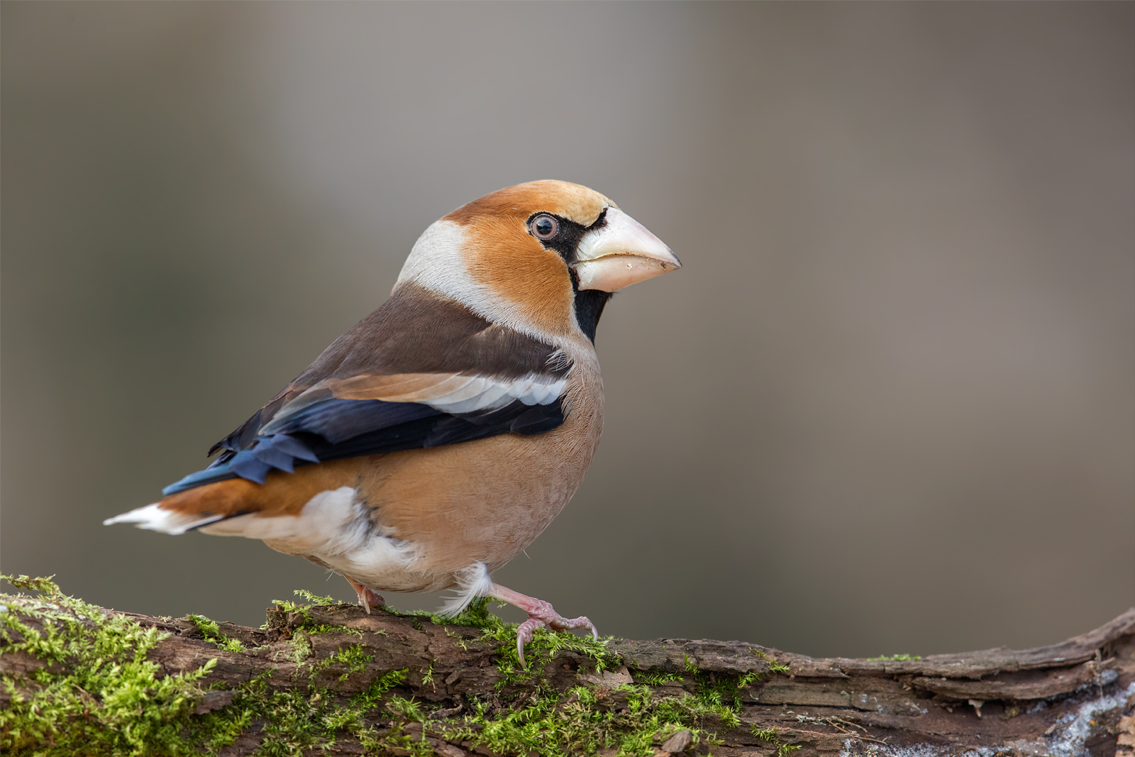 Frosone (Coccothraustes coccothraustes)