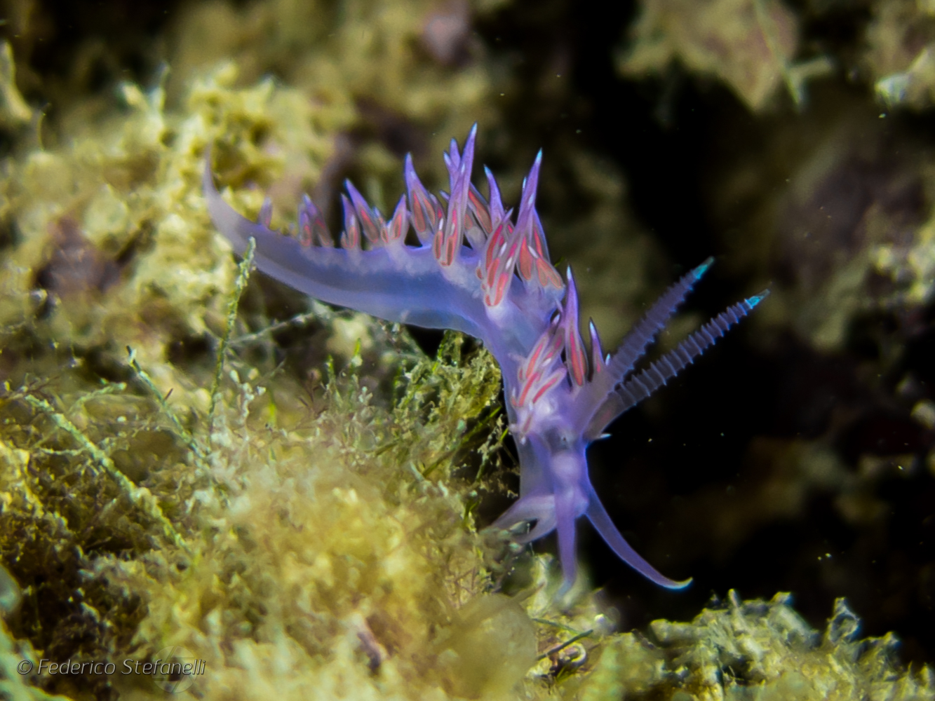 Flabellina affinis - Anzio