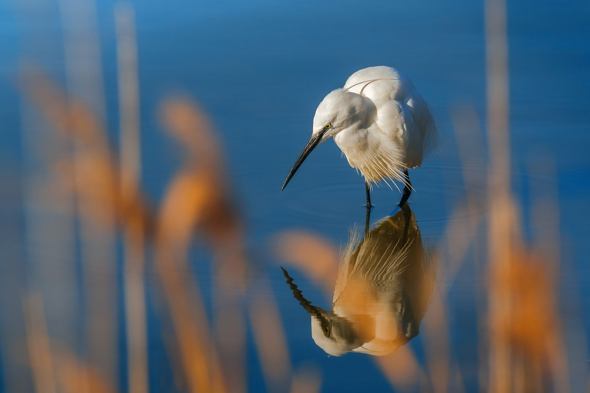 egret