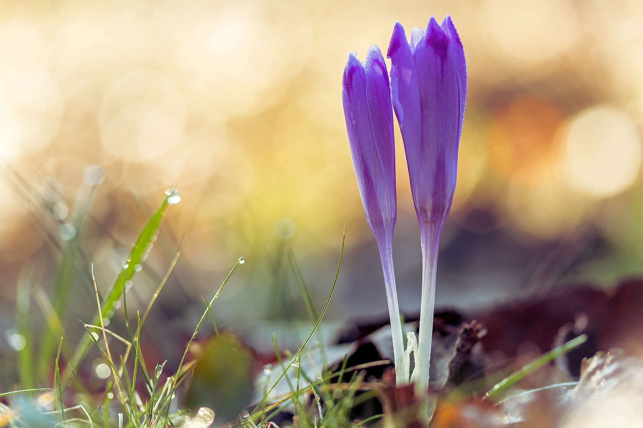 Crocus