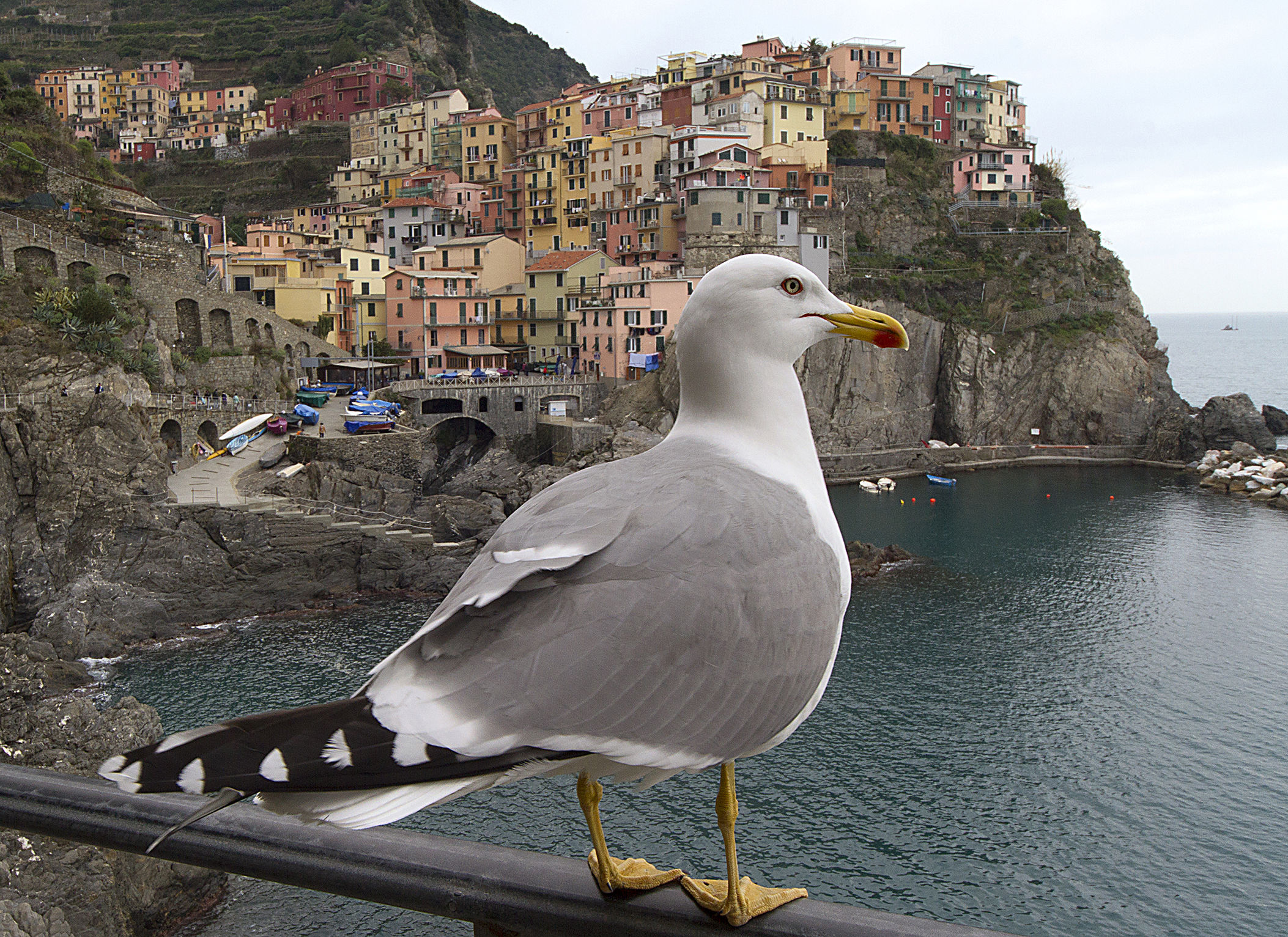 ..gabbiano curious .... Manarola